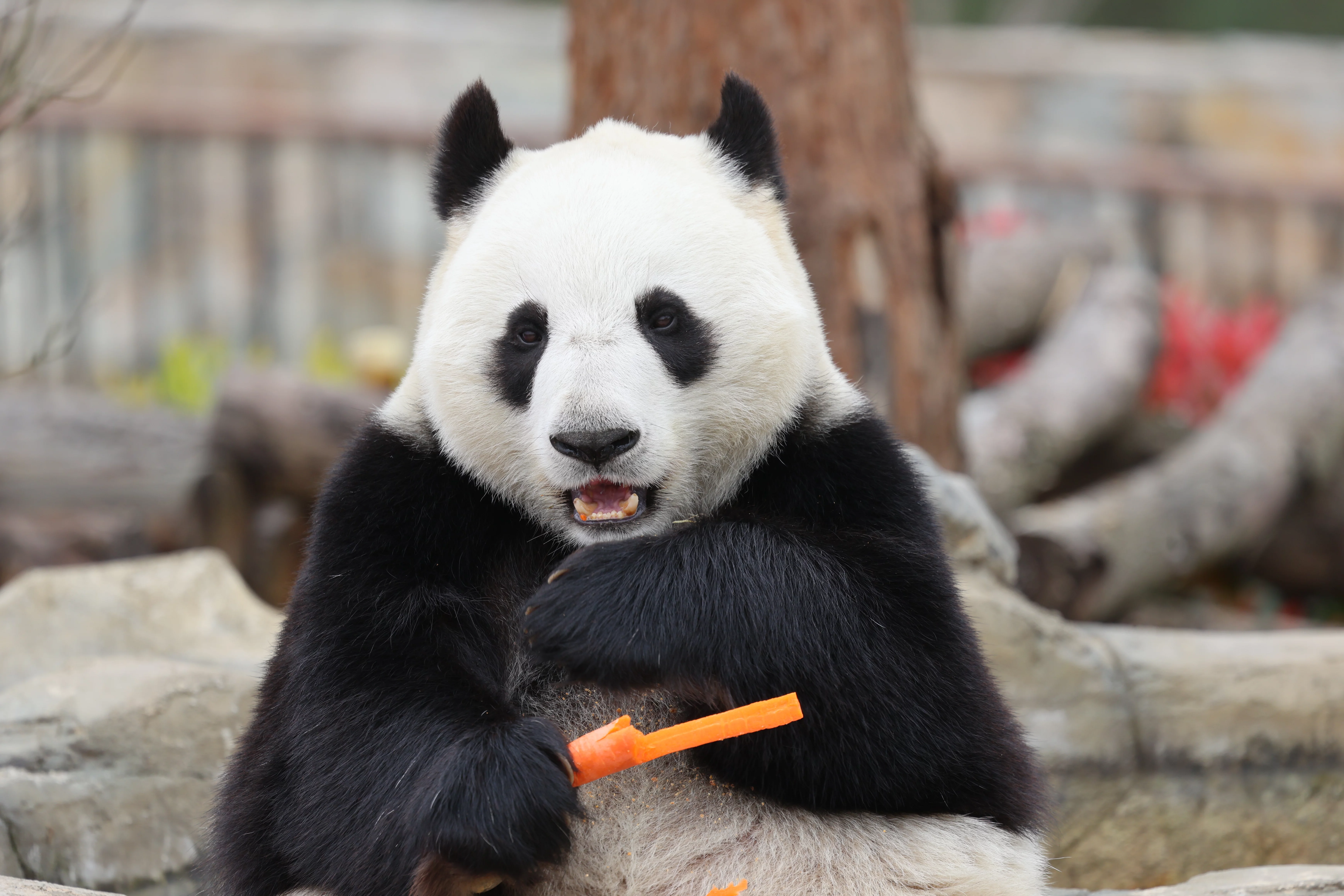 Beichuan Giant Panda Flora and Fauna Park