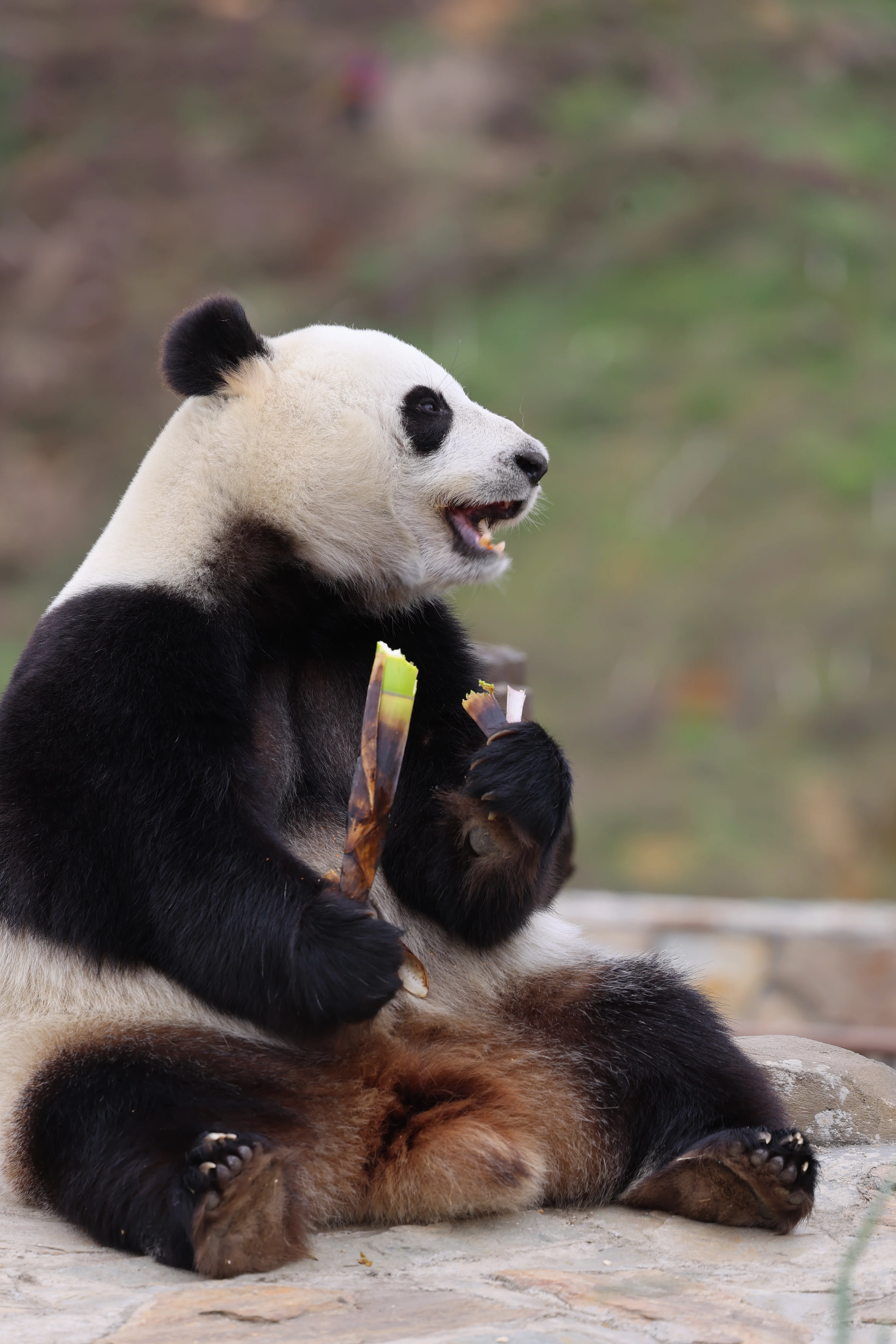 Beichuan Giant Panda Flora and Fauna Park