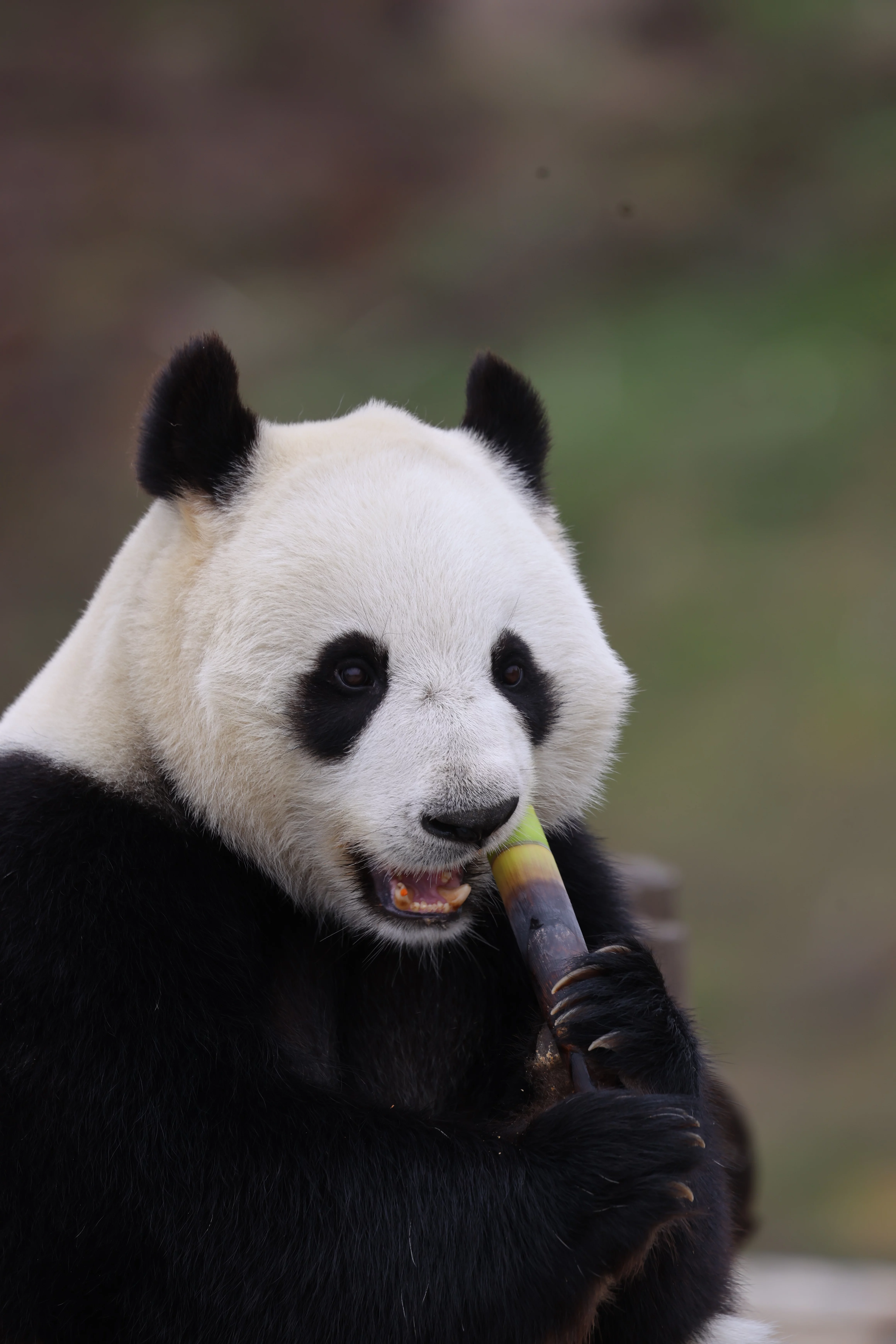 Beichuan Giant Panda Flora and Fauna Park