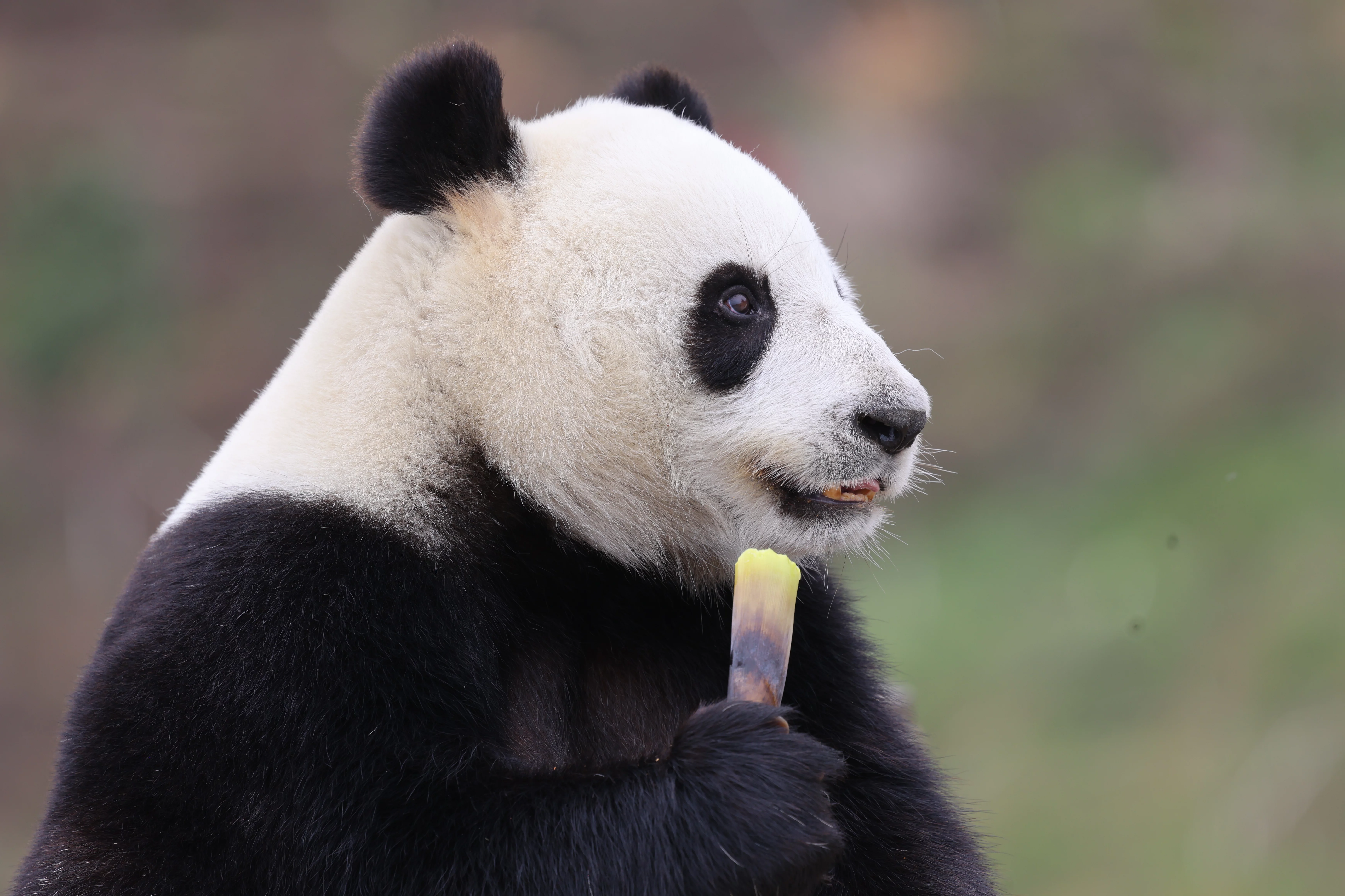 Beichuan Giant Panda Flora and Fauna Park