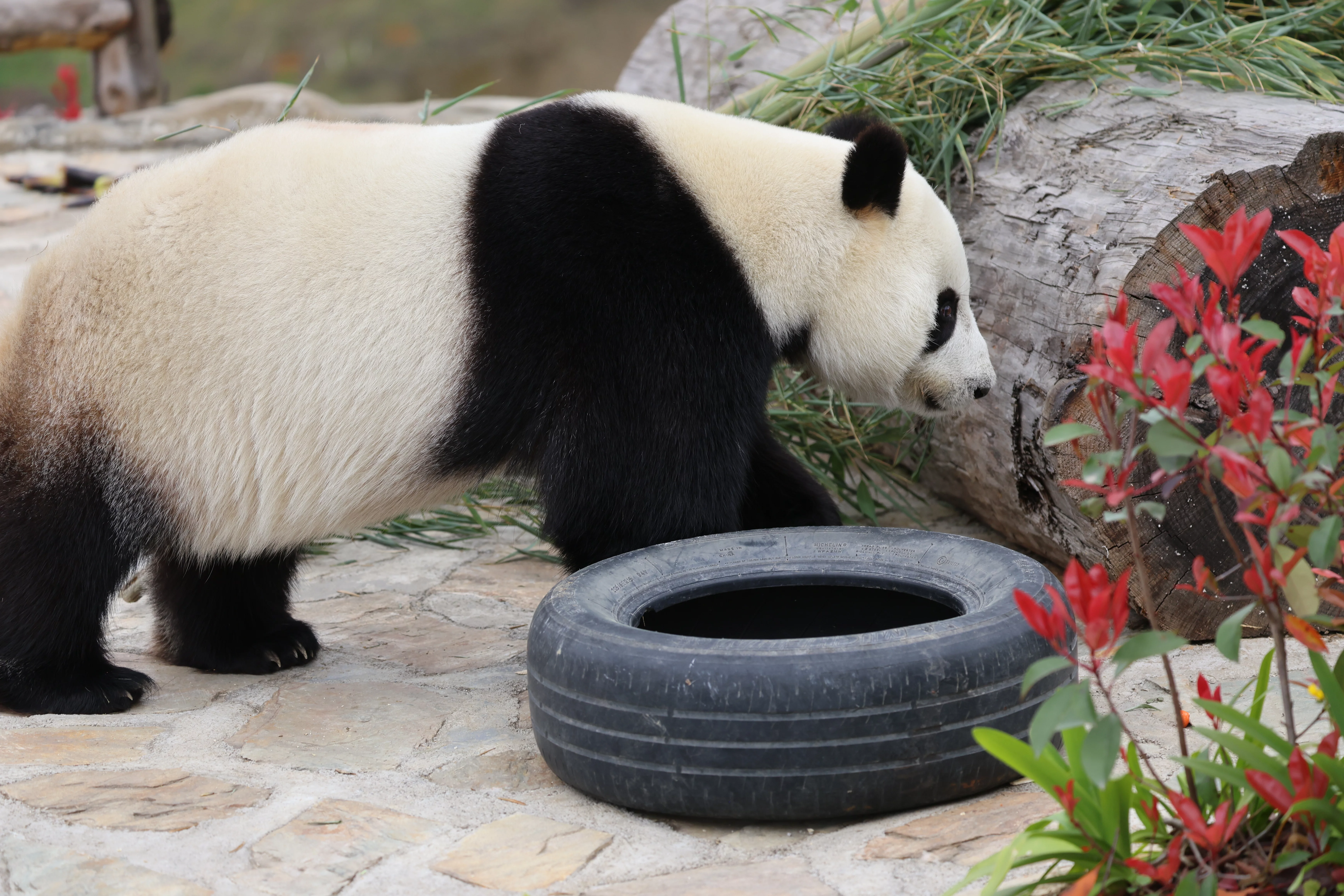 Beichuan Giant Panda Flora and Fauna Park