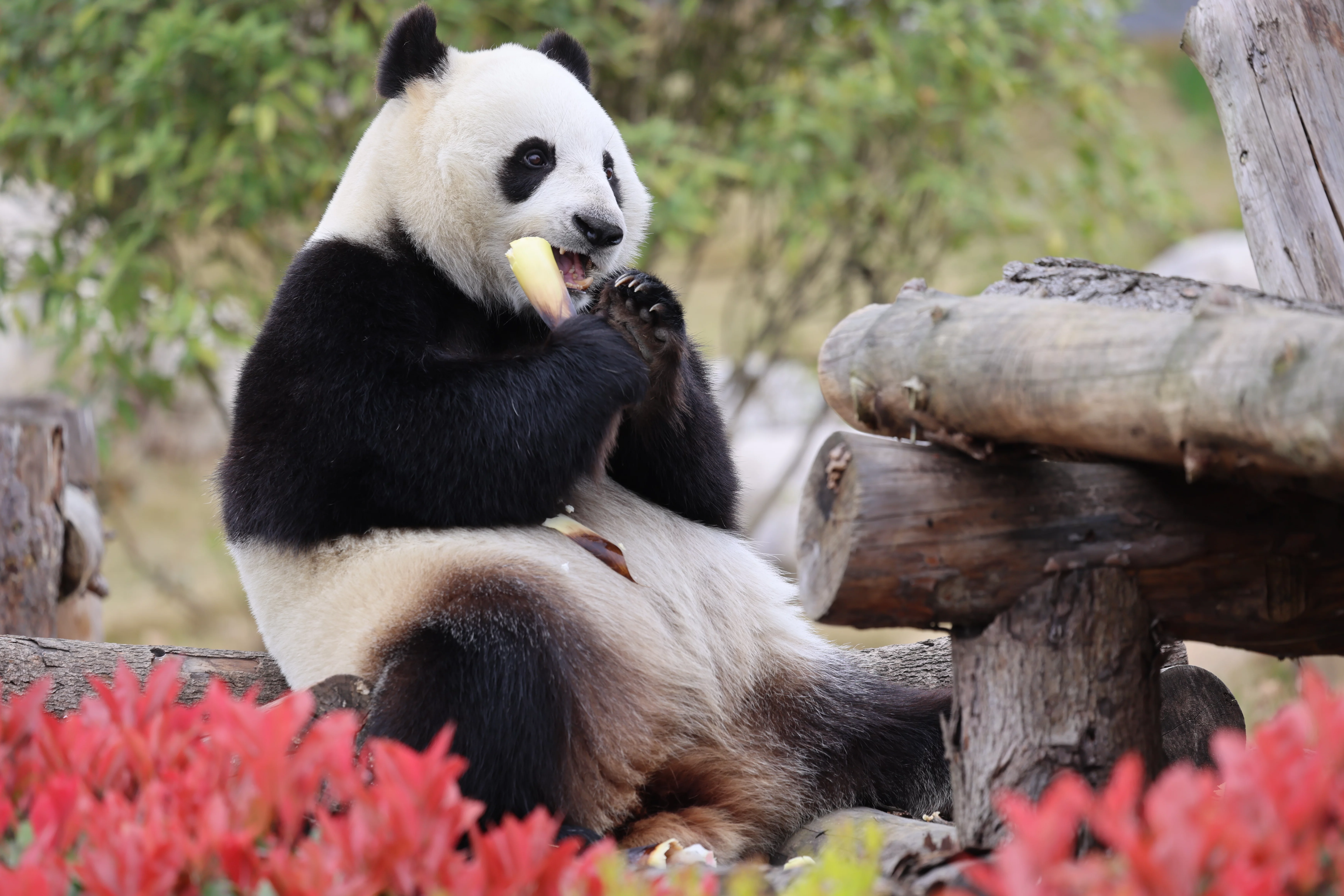 Beichuan Giant Panda Flora and Fauna Park