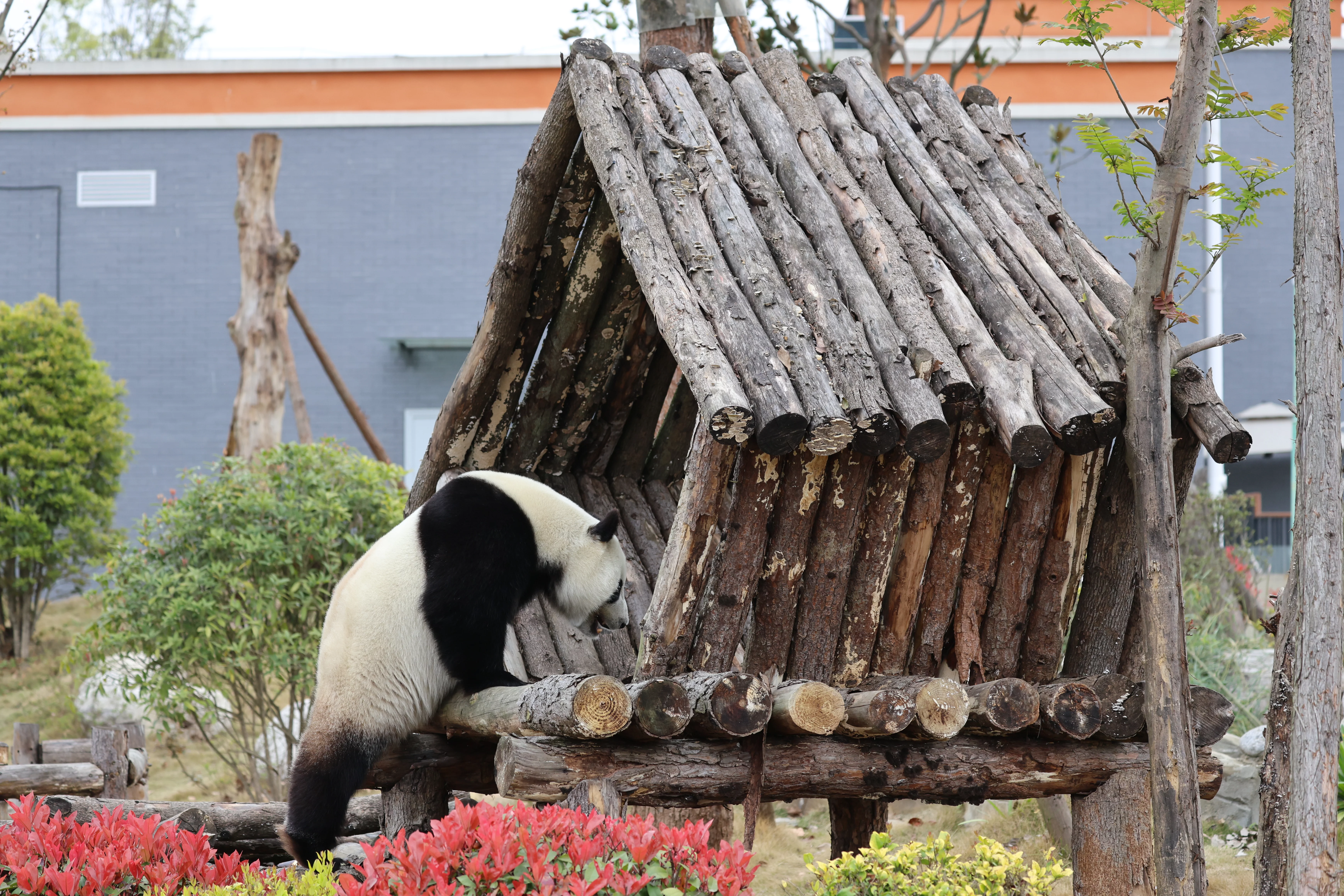 Beichuan Giant Panda Flora and Fauna Park