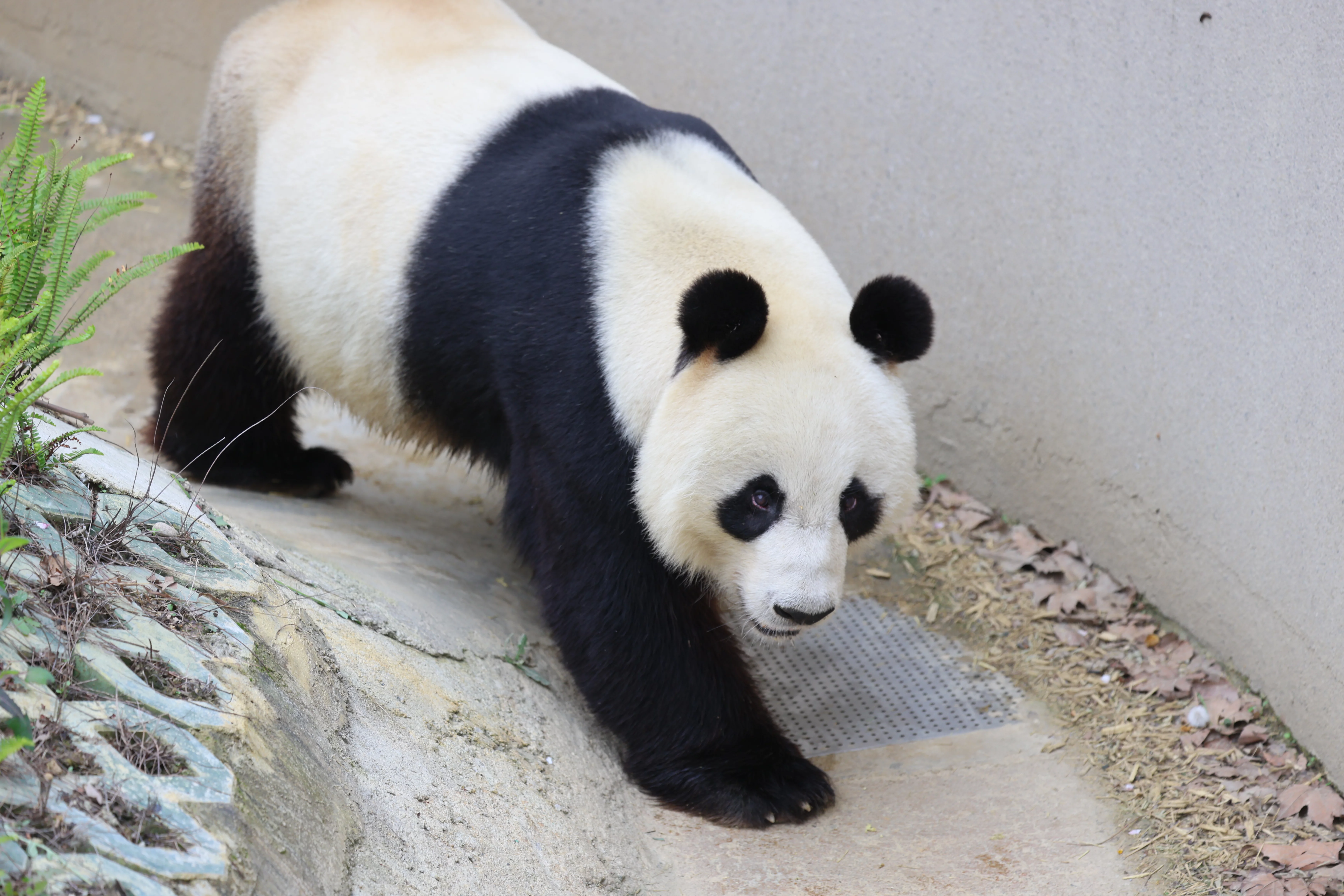Beichuan Giant Panda Flora and Fauna Park