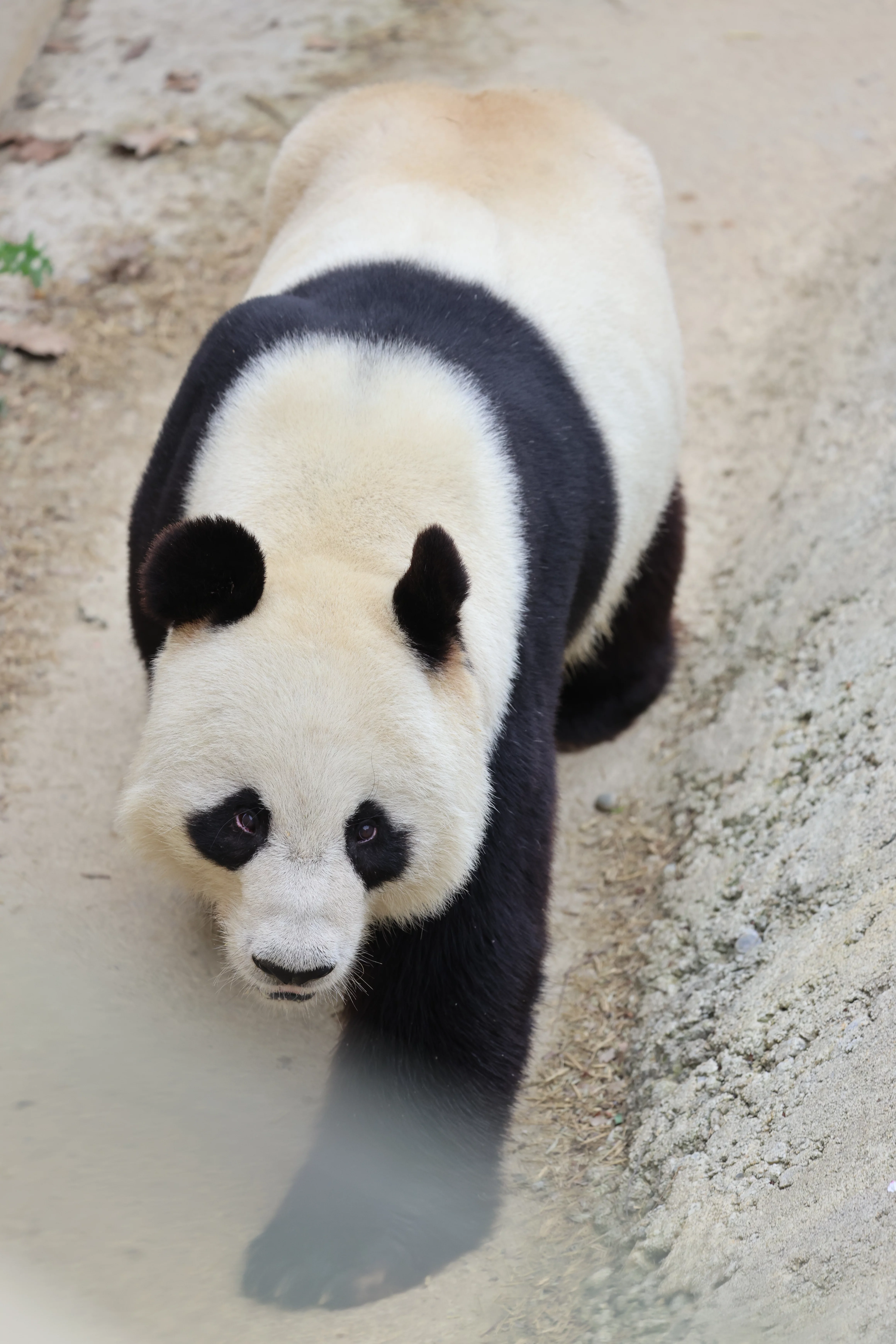 Beichuan Giant Panda Flora and Fauna Park