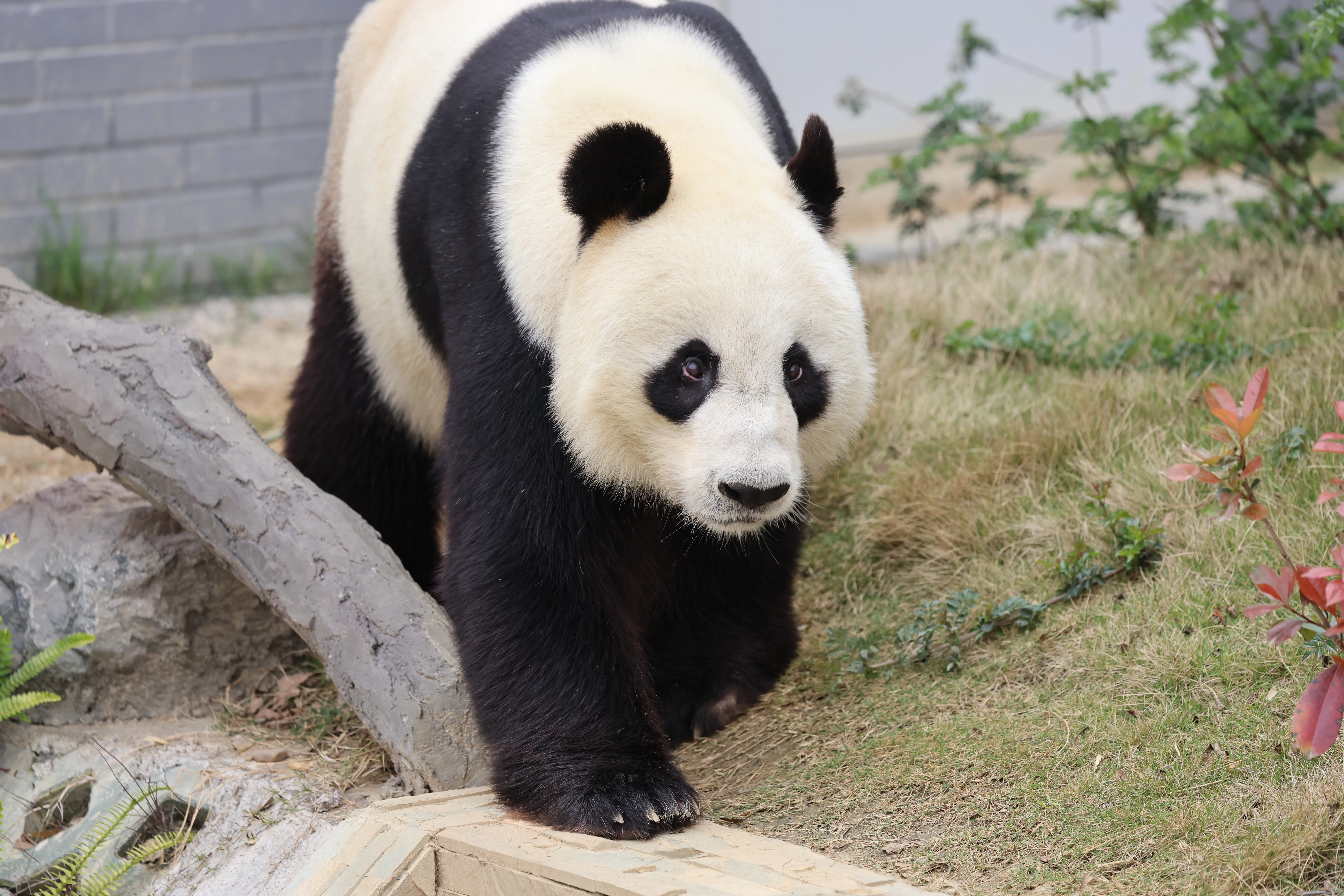 Beichuan Giant Panda Flora and Fauna Park
