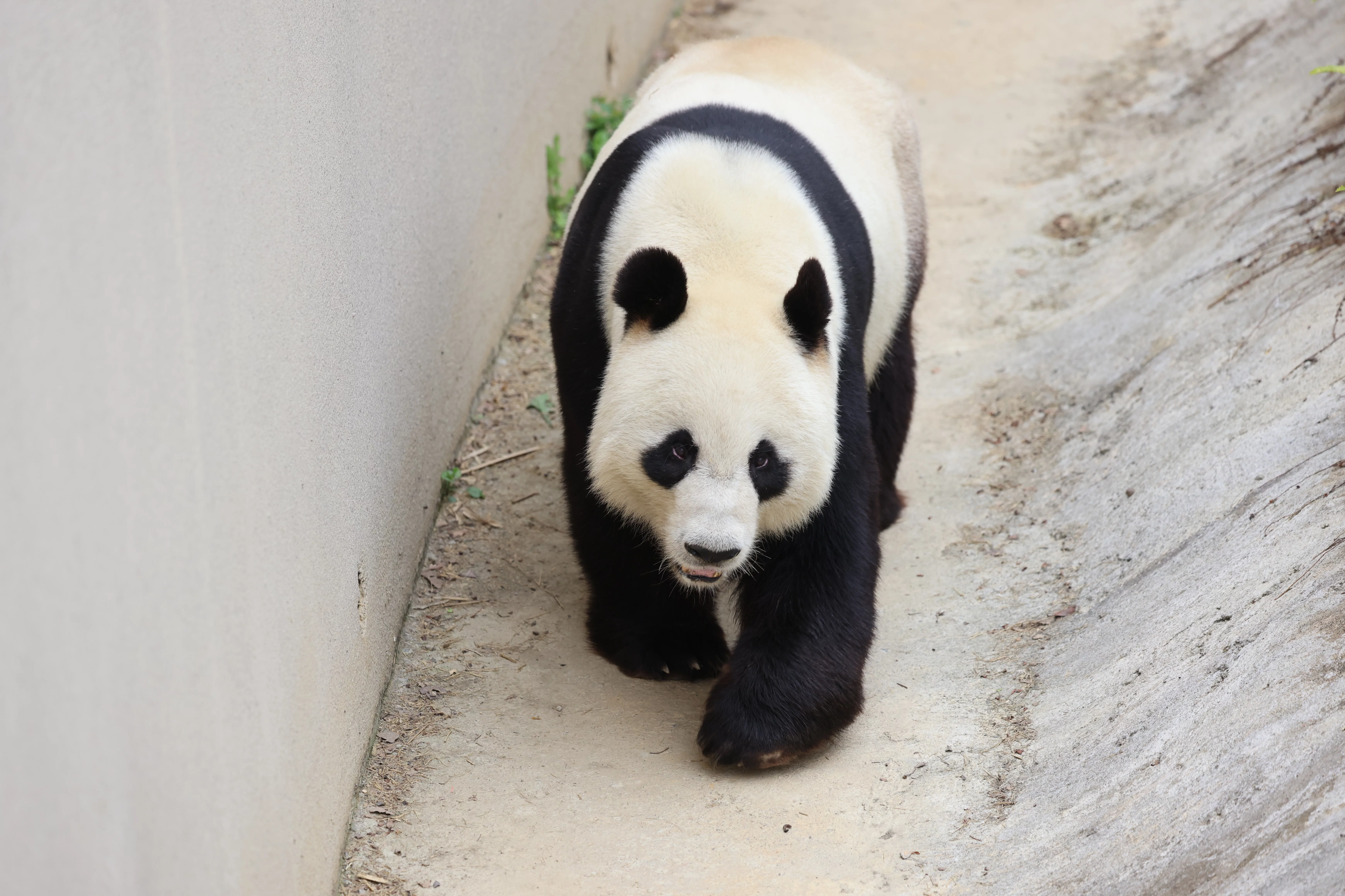 Beichuan Giant Panda Flora and Fauna Park