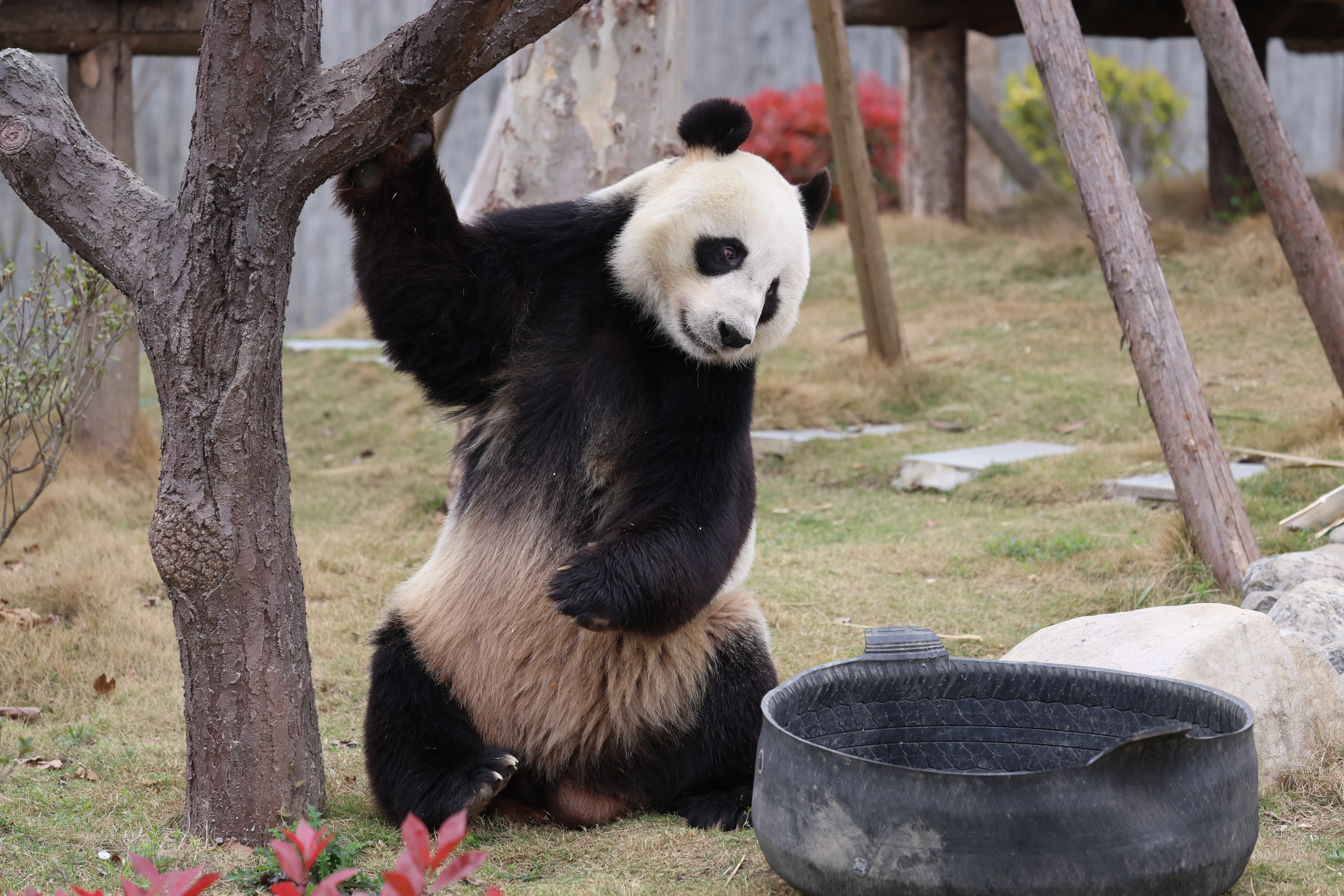 Beichuan Giant Panda Flora and Fauna Park