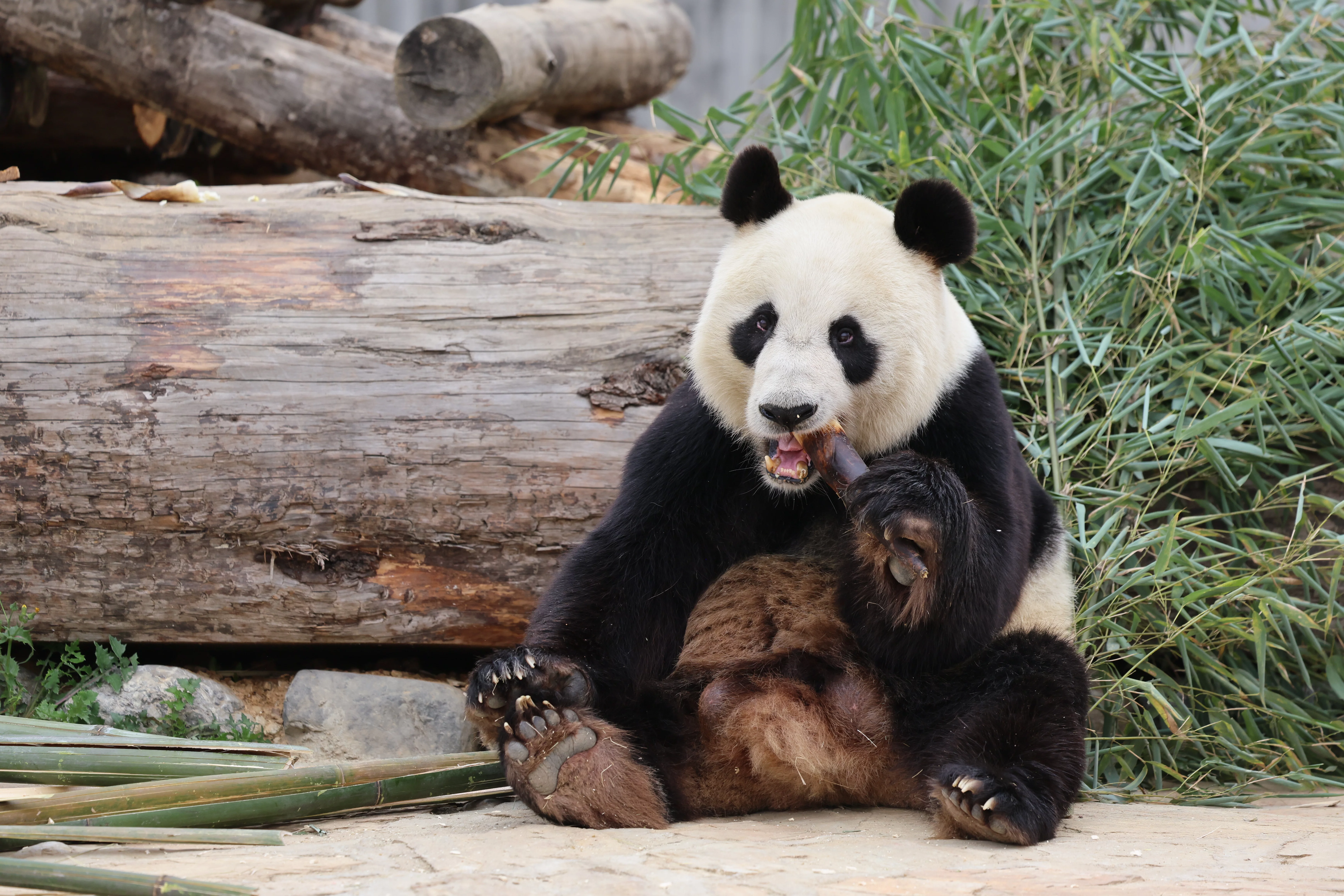 Beichuan Giant Panda Flora and Fauna Park