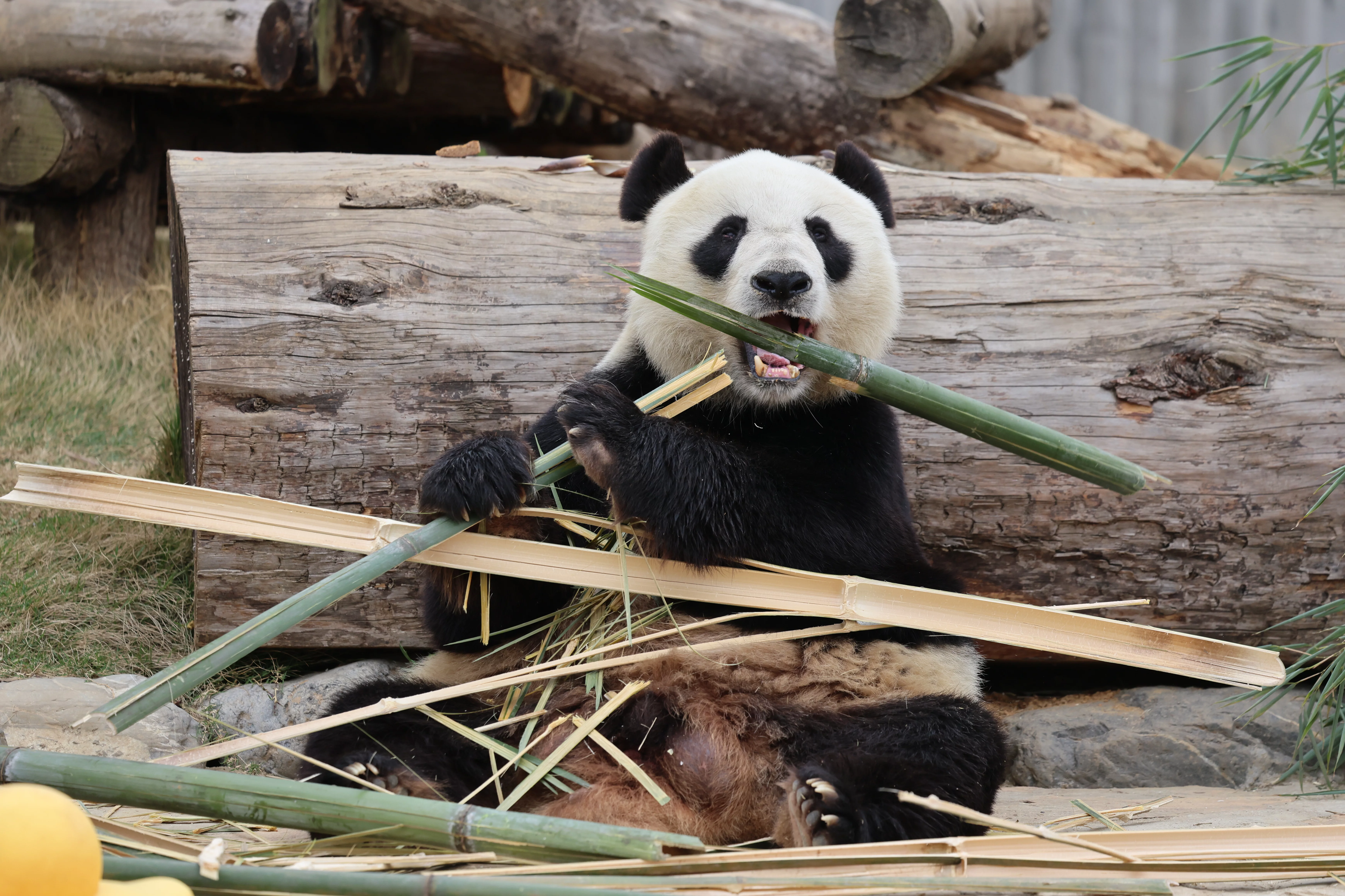 Beichuan Giant Panda Flora and Fauna Park