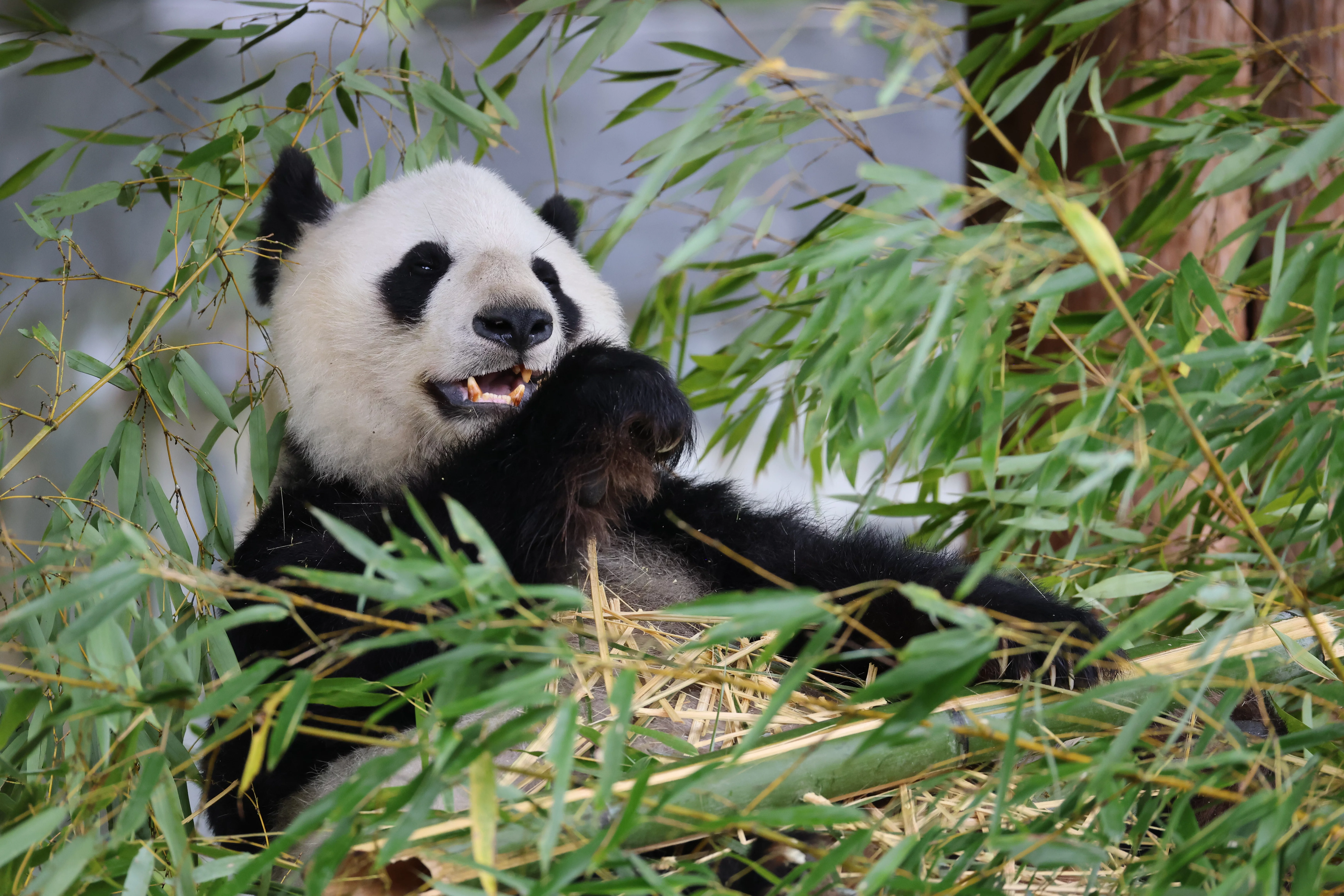 Panda International Original Discovery Camp