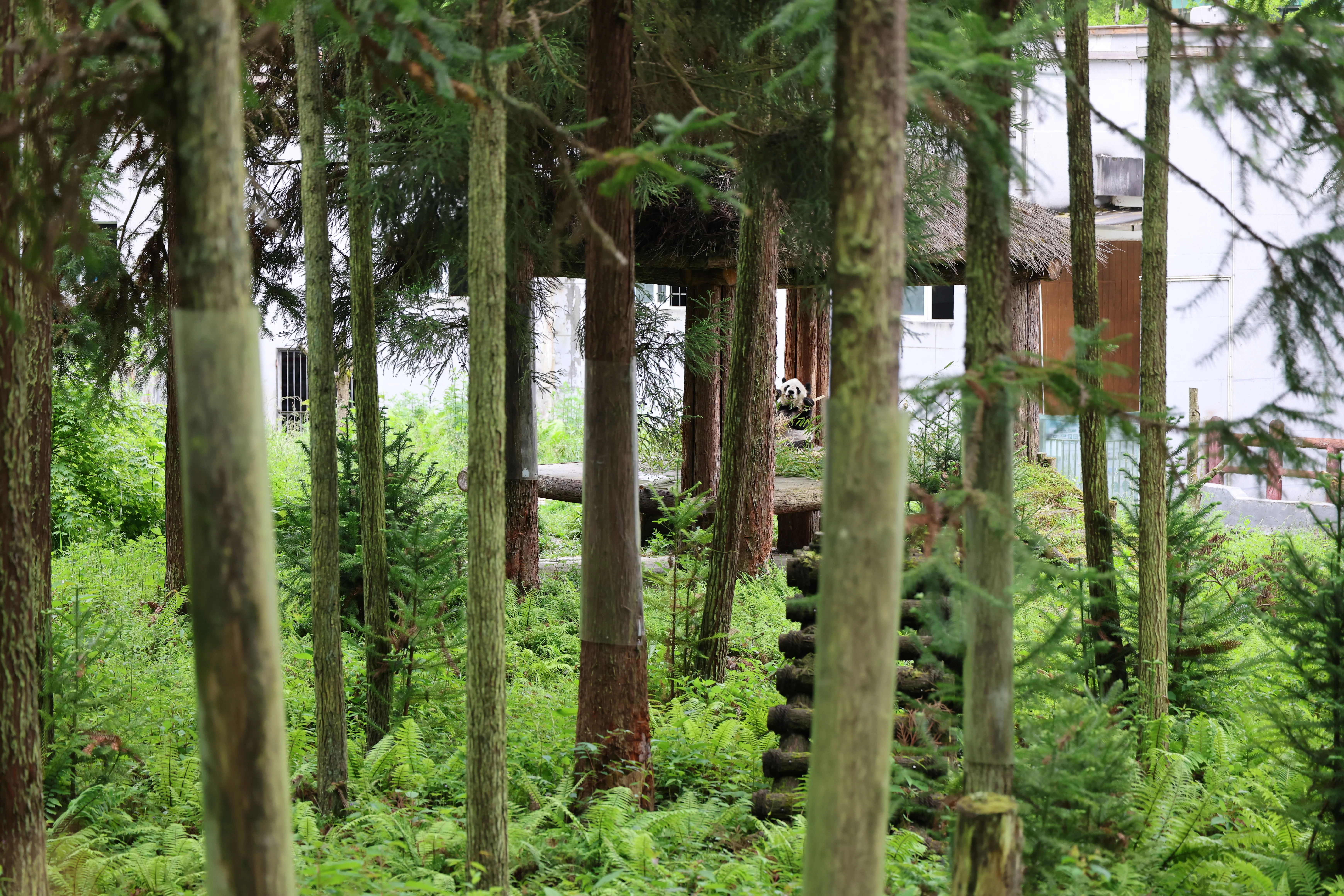 Panda International Original Discovery Camp