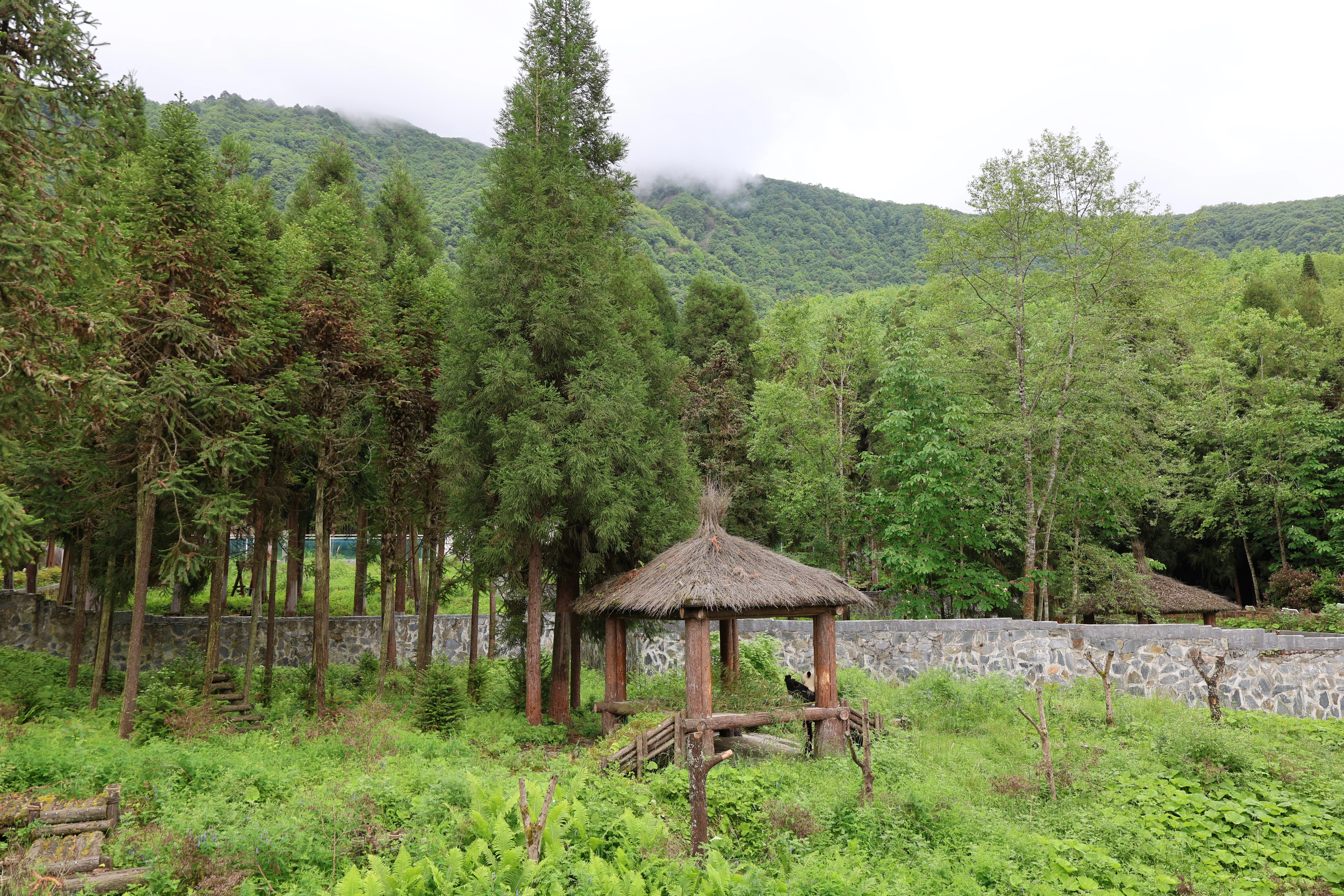 Panda International Original Discovery Camp