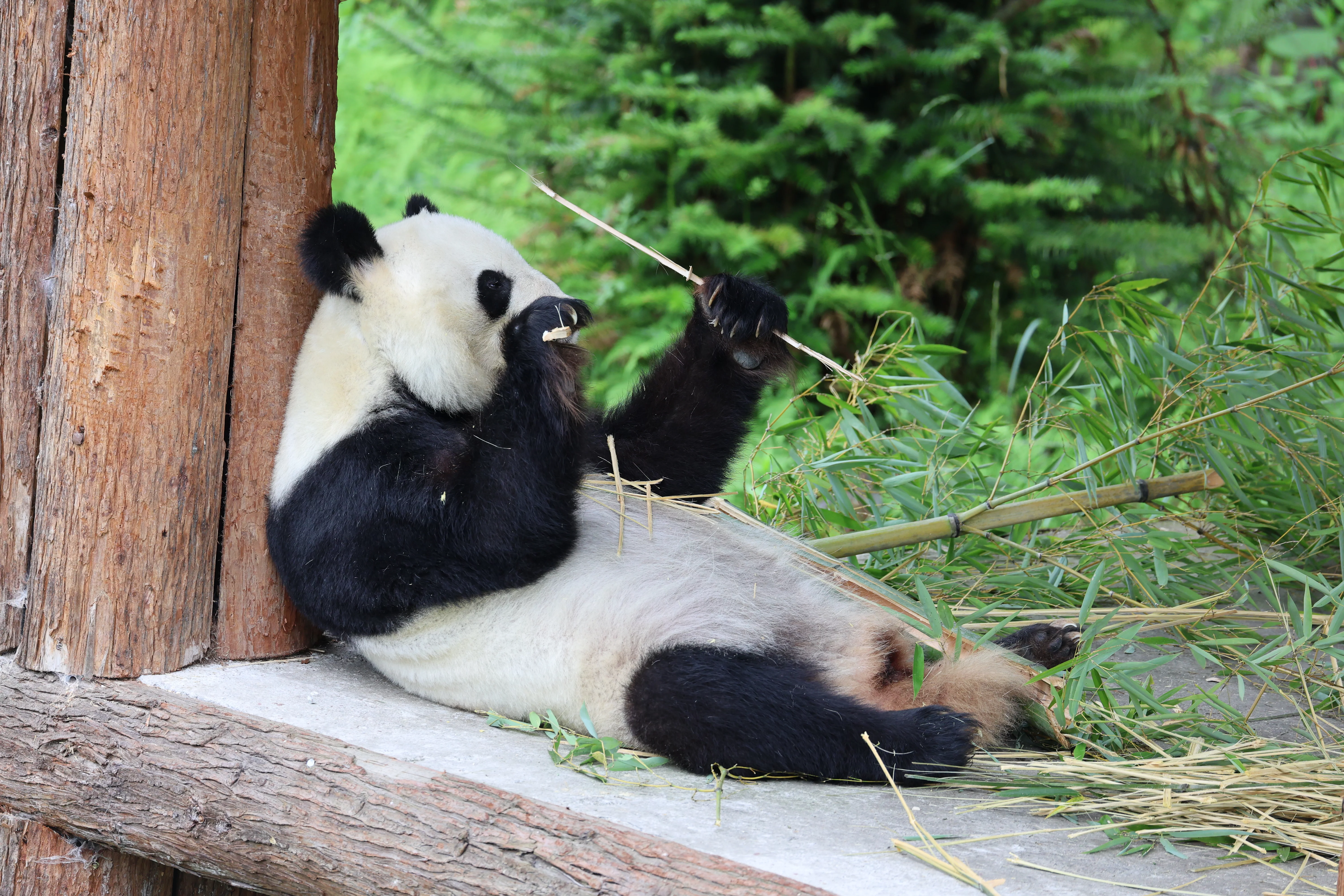 Panda International Original Discovery Camp