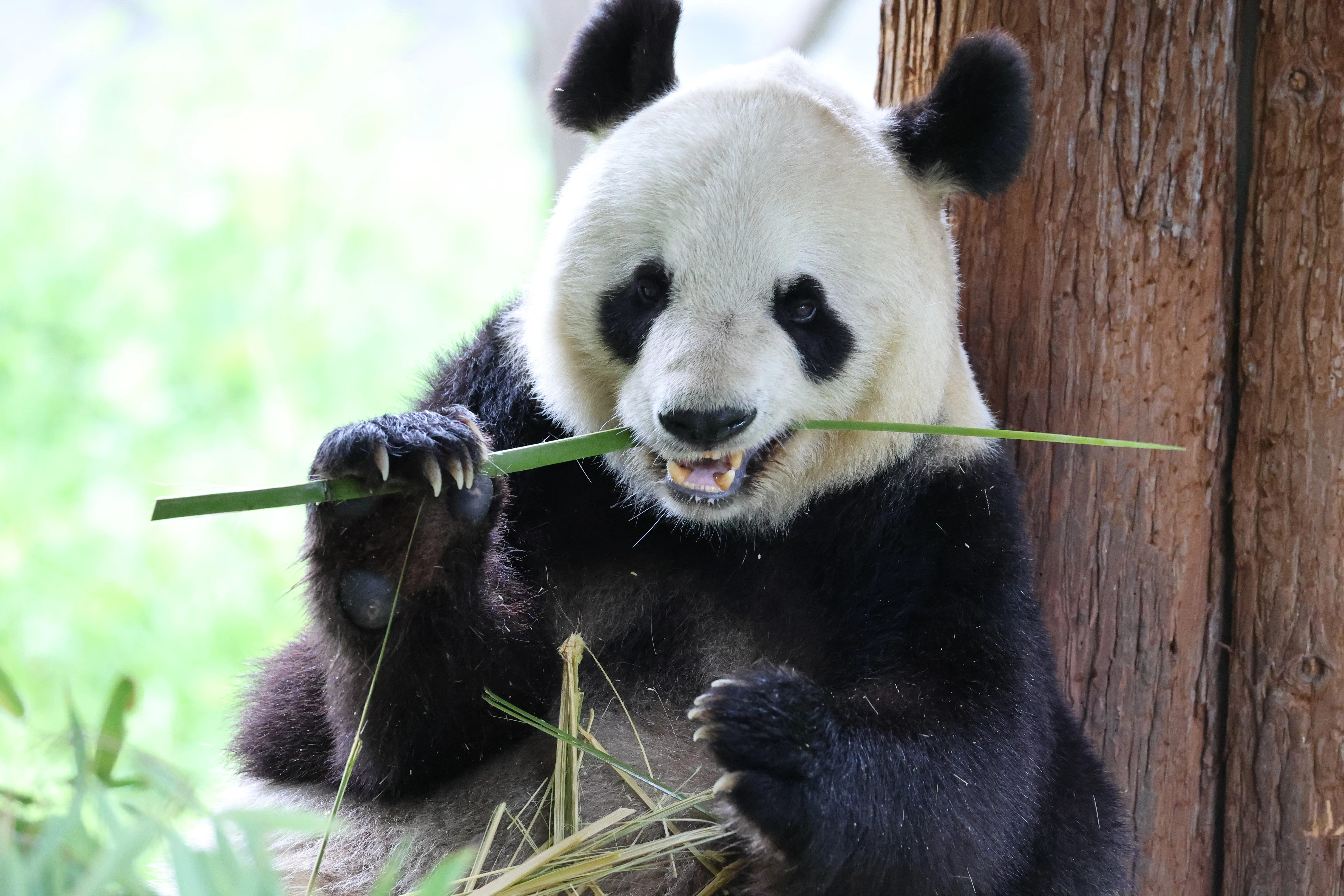 Panda International Original Discovery Camp
