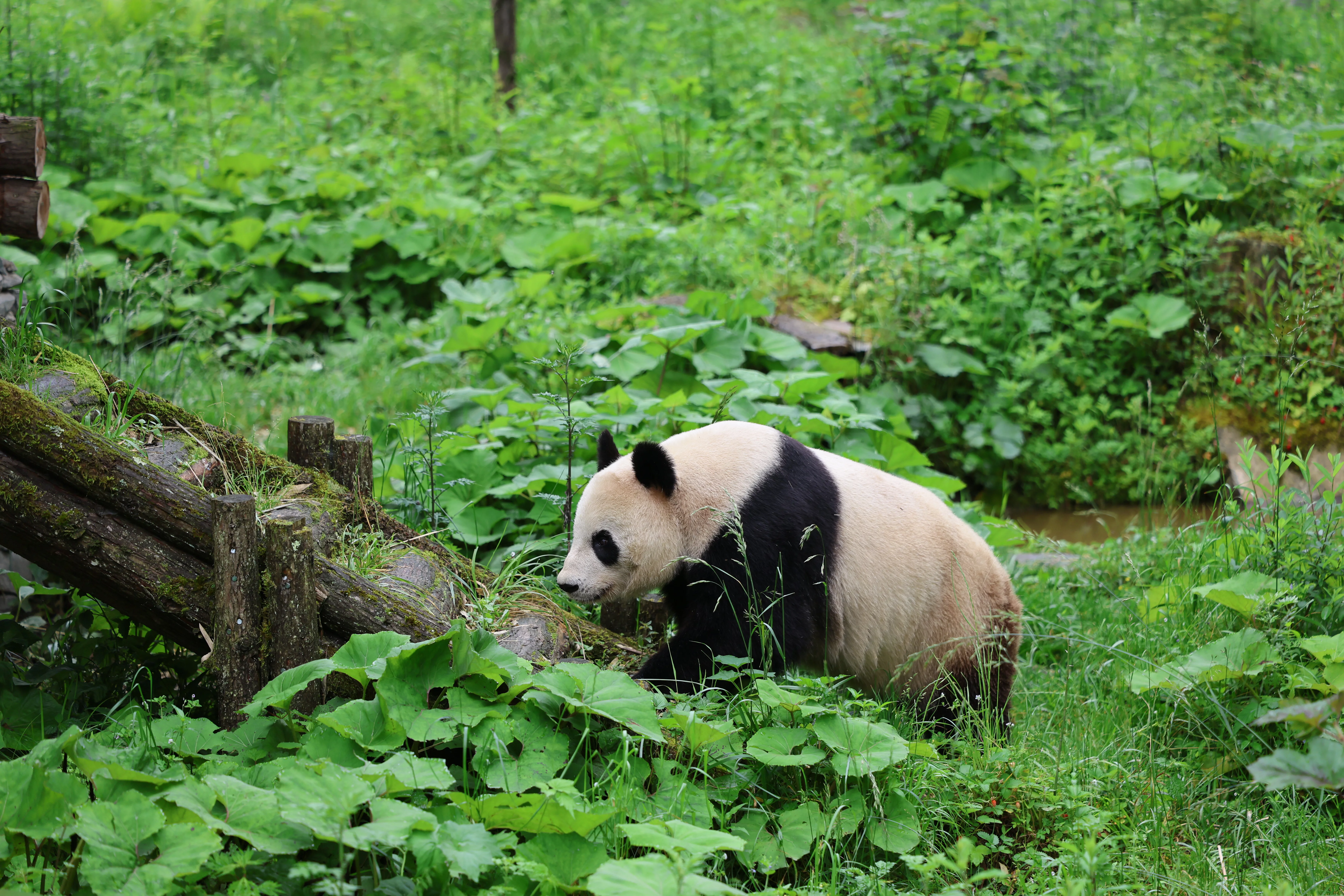 Panda International Original Discovery Camp