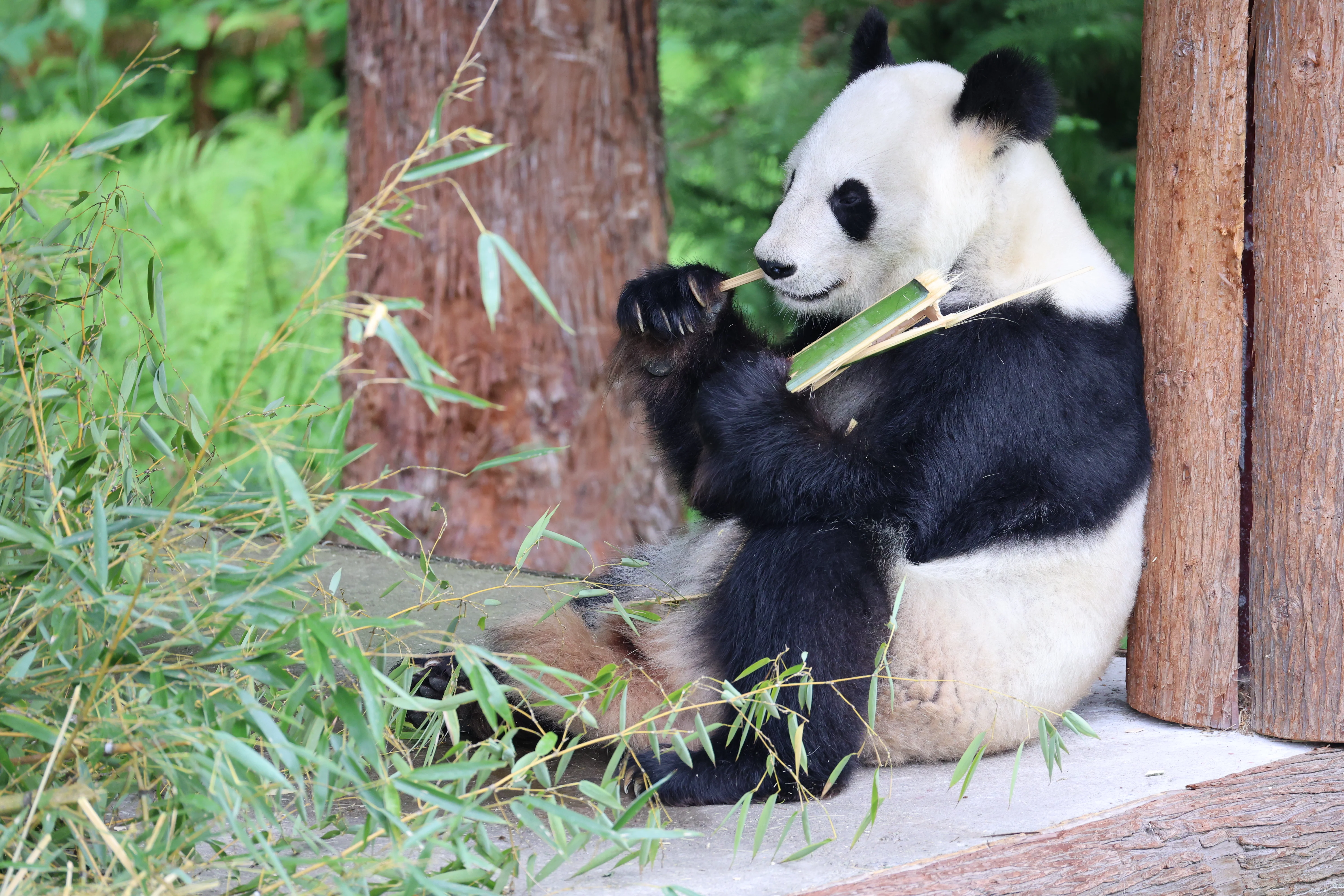 Panda International Original Discovery Camp