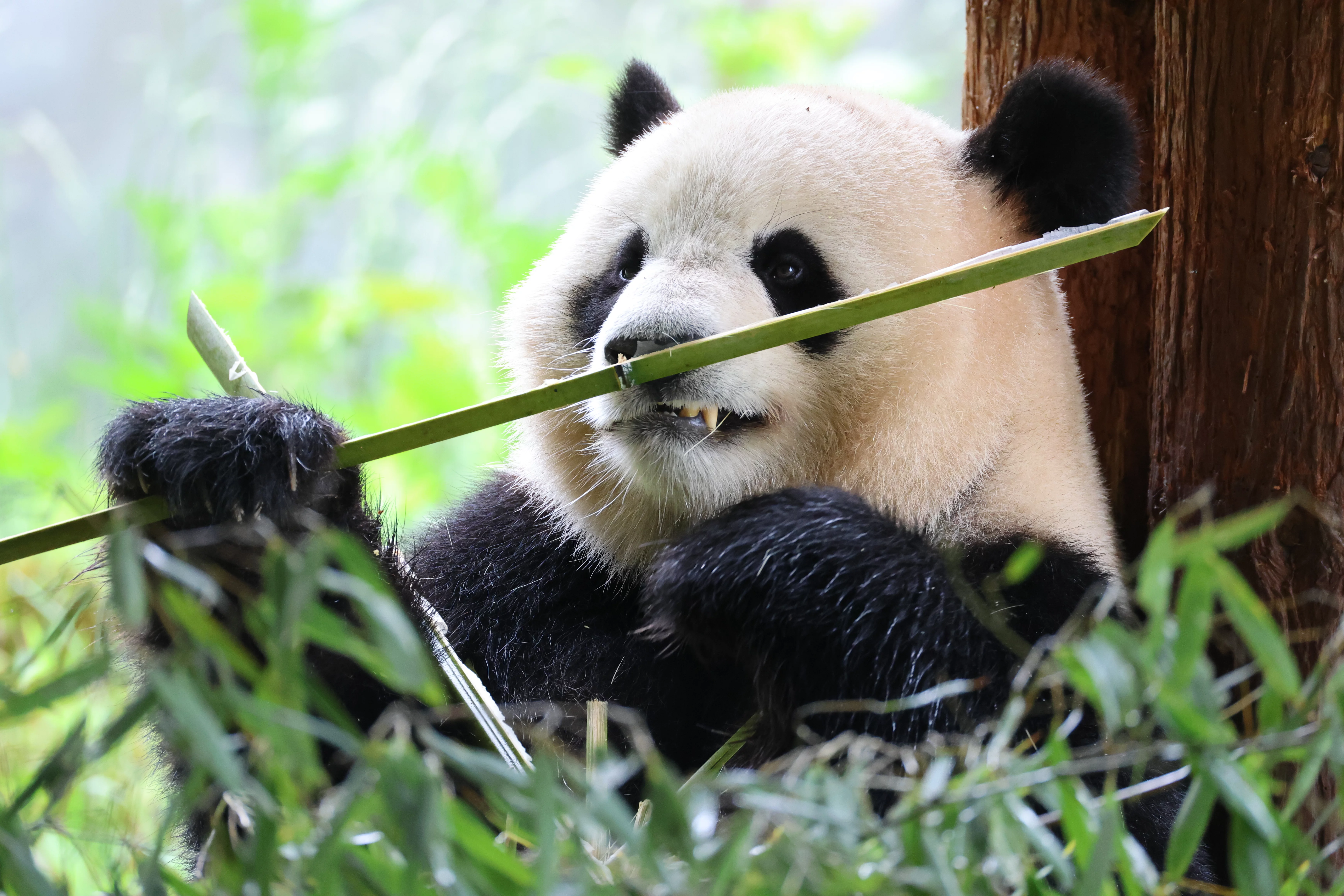 Panda International Original Discovery Camp