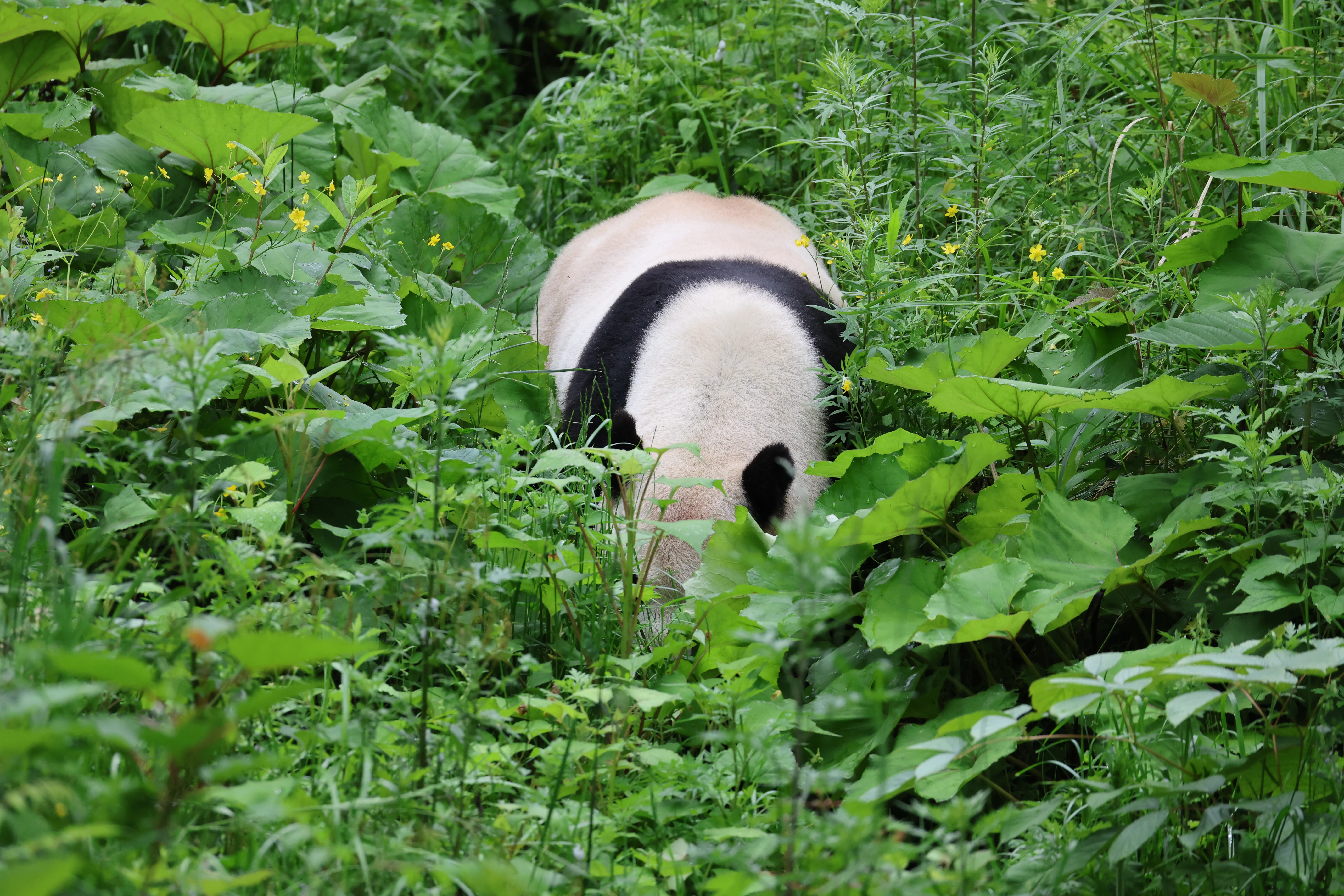 Panda International Original Discovery Camp