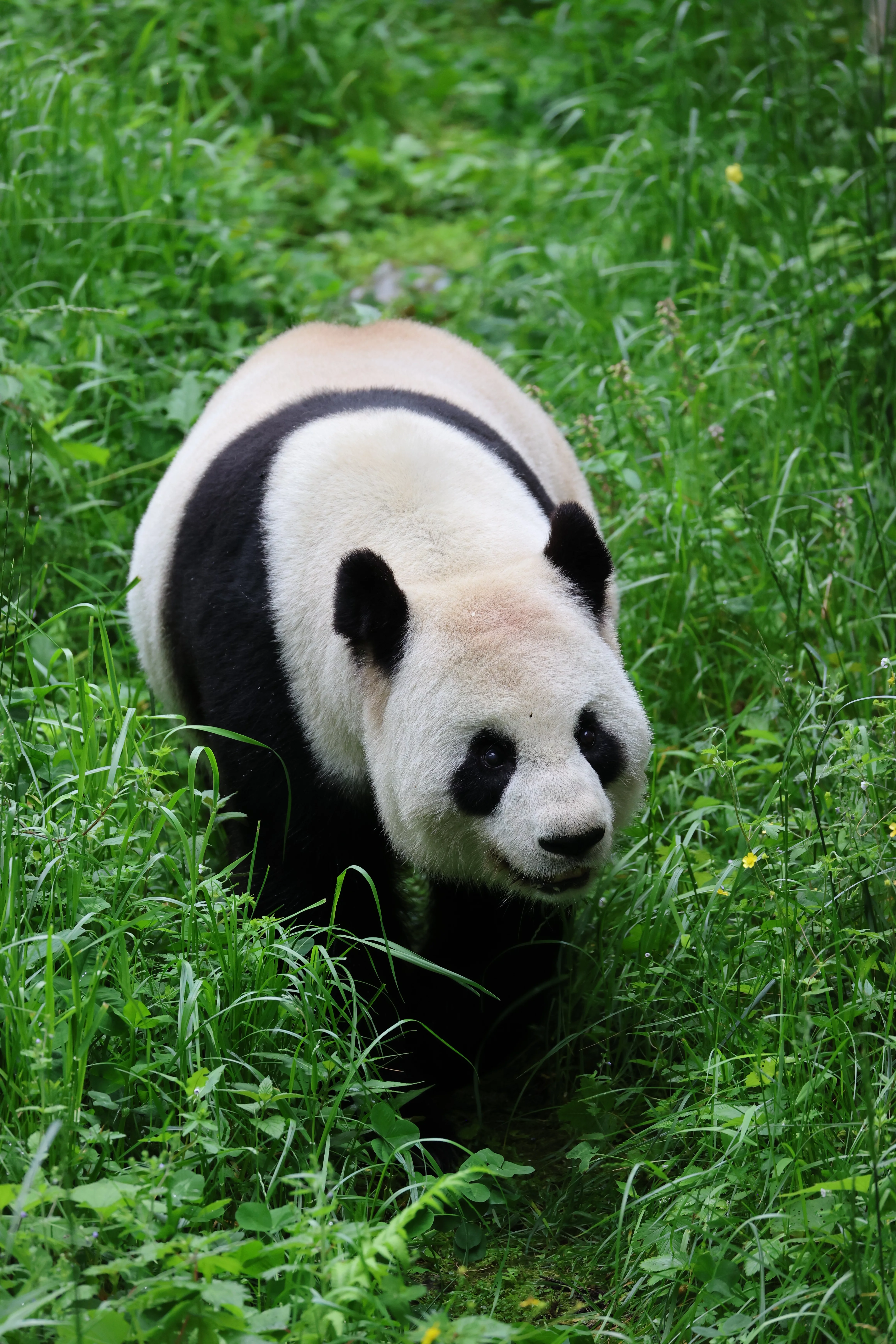 Panda International Original Discovery Camp