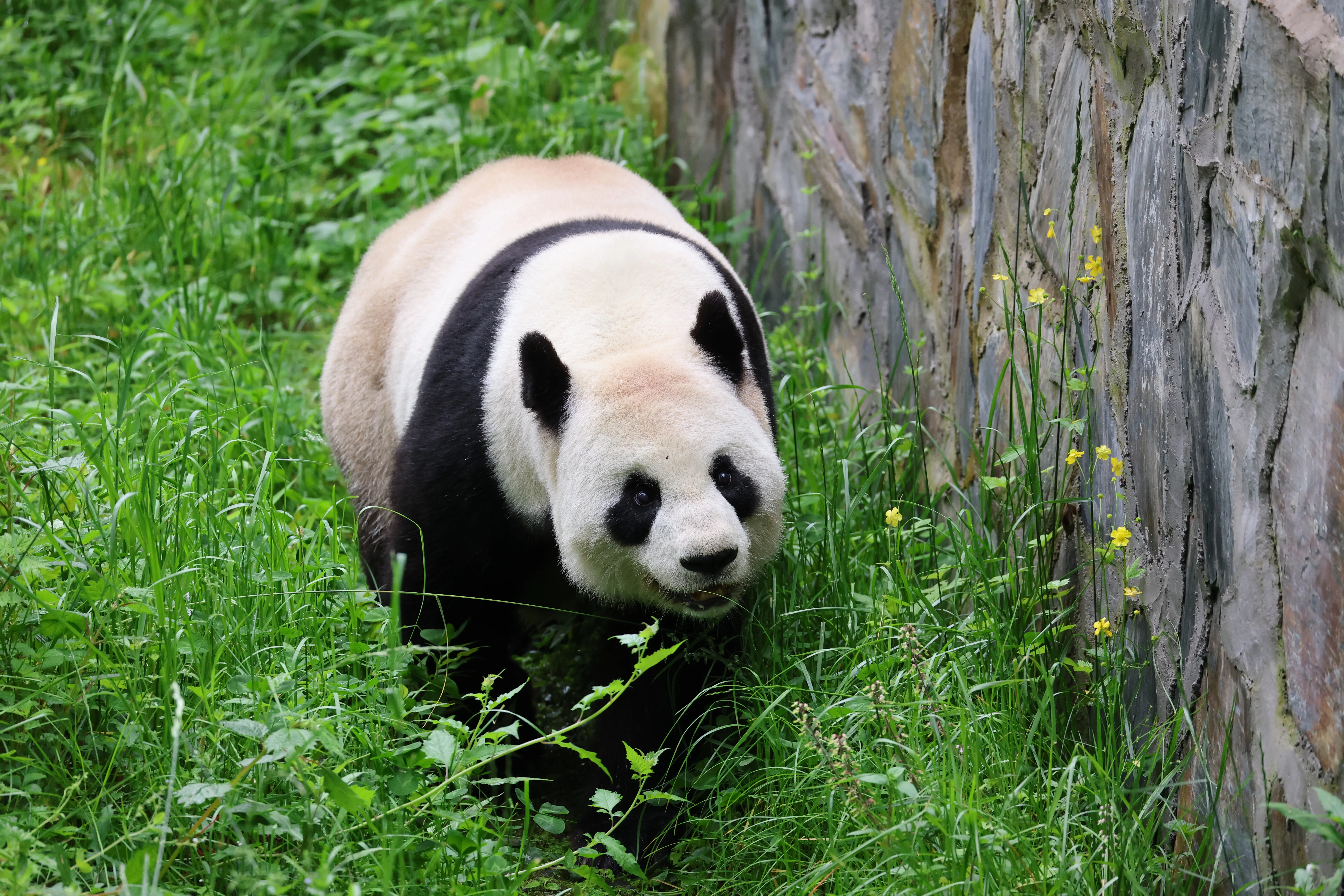 Panda International Original Discovery Camp