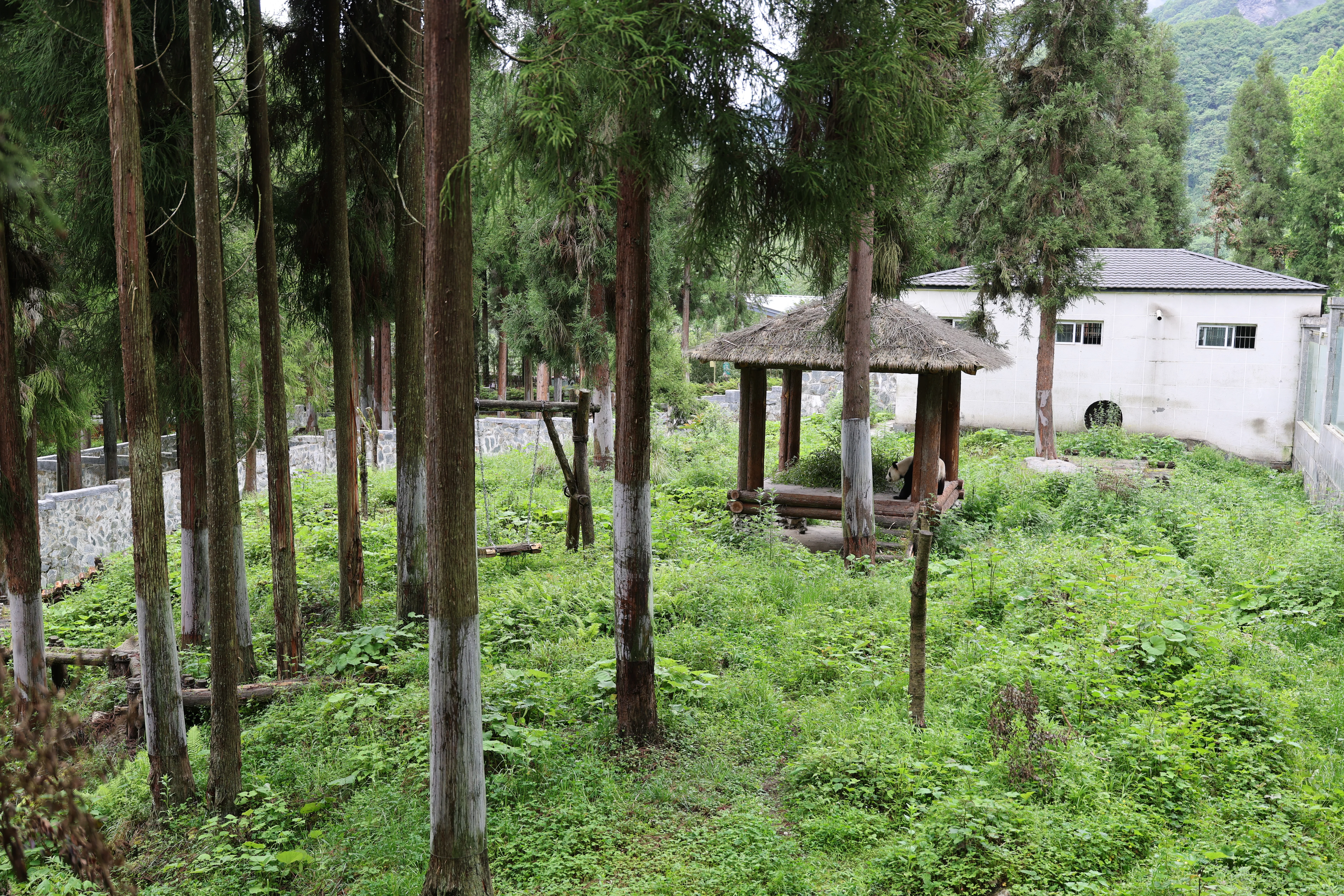 Panda International Original Discovery Camp