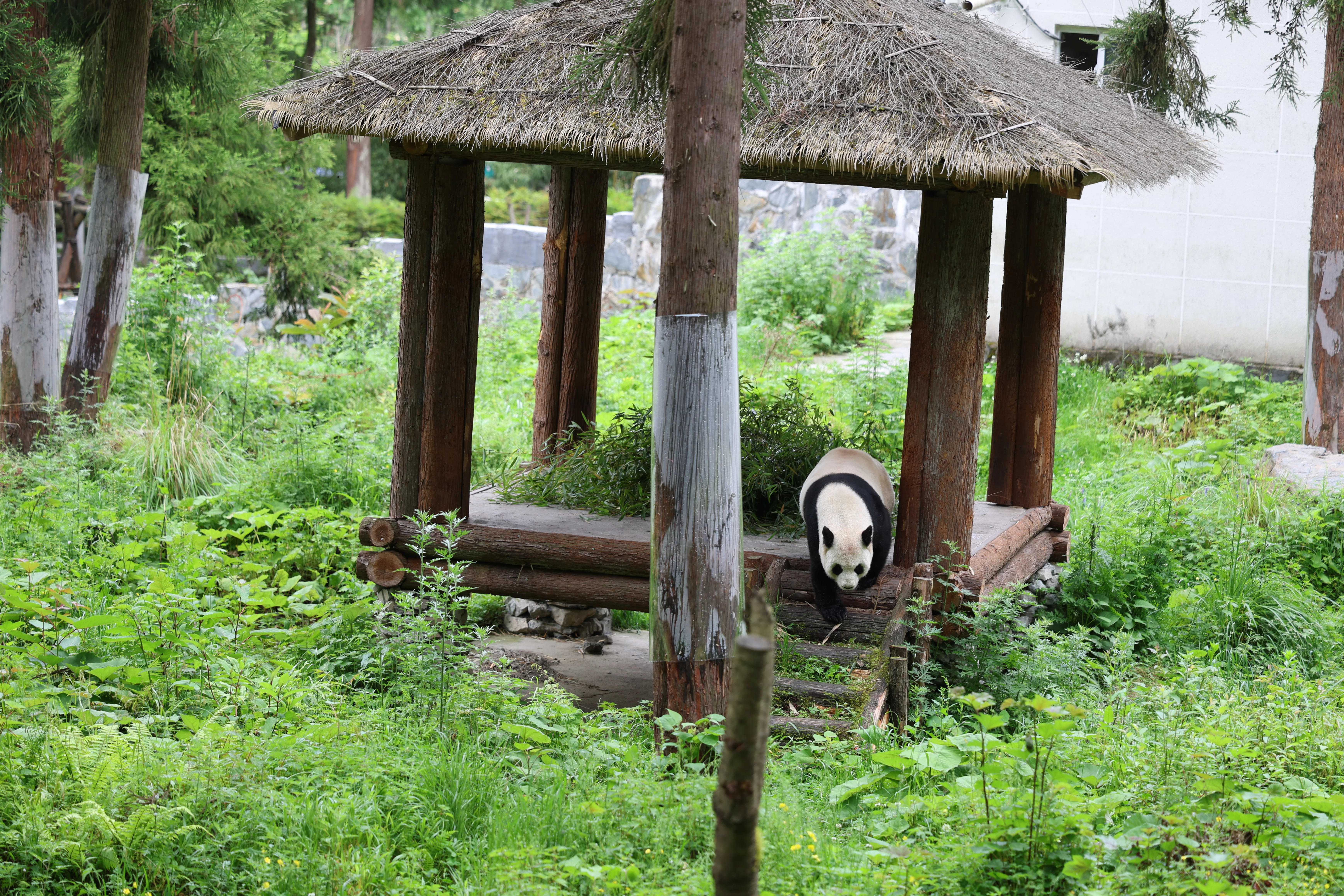 Panda International Original Discovery Camp
