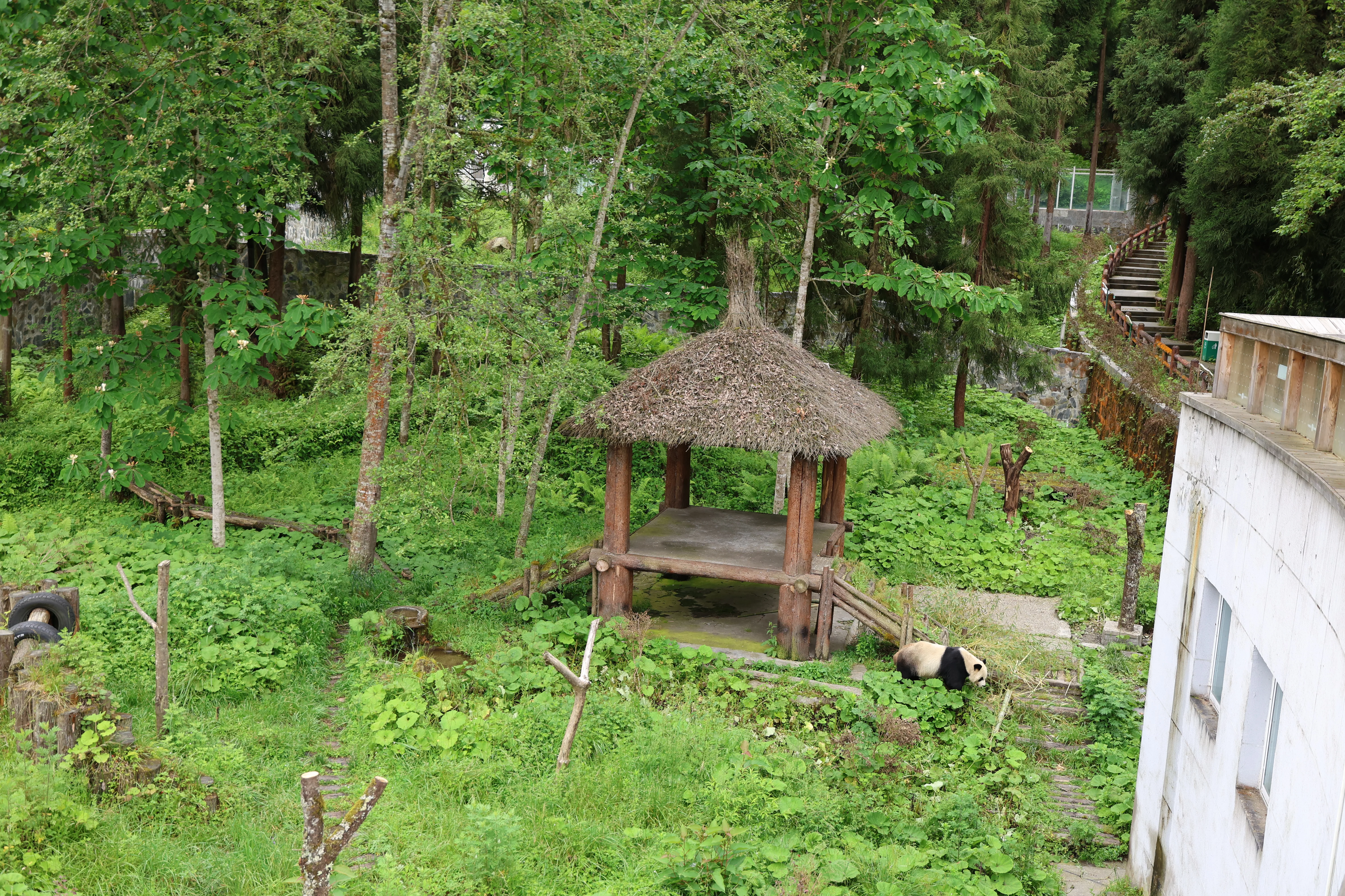 Panda International Original Discovery Camp