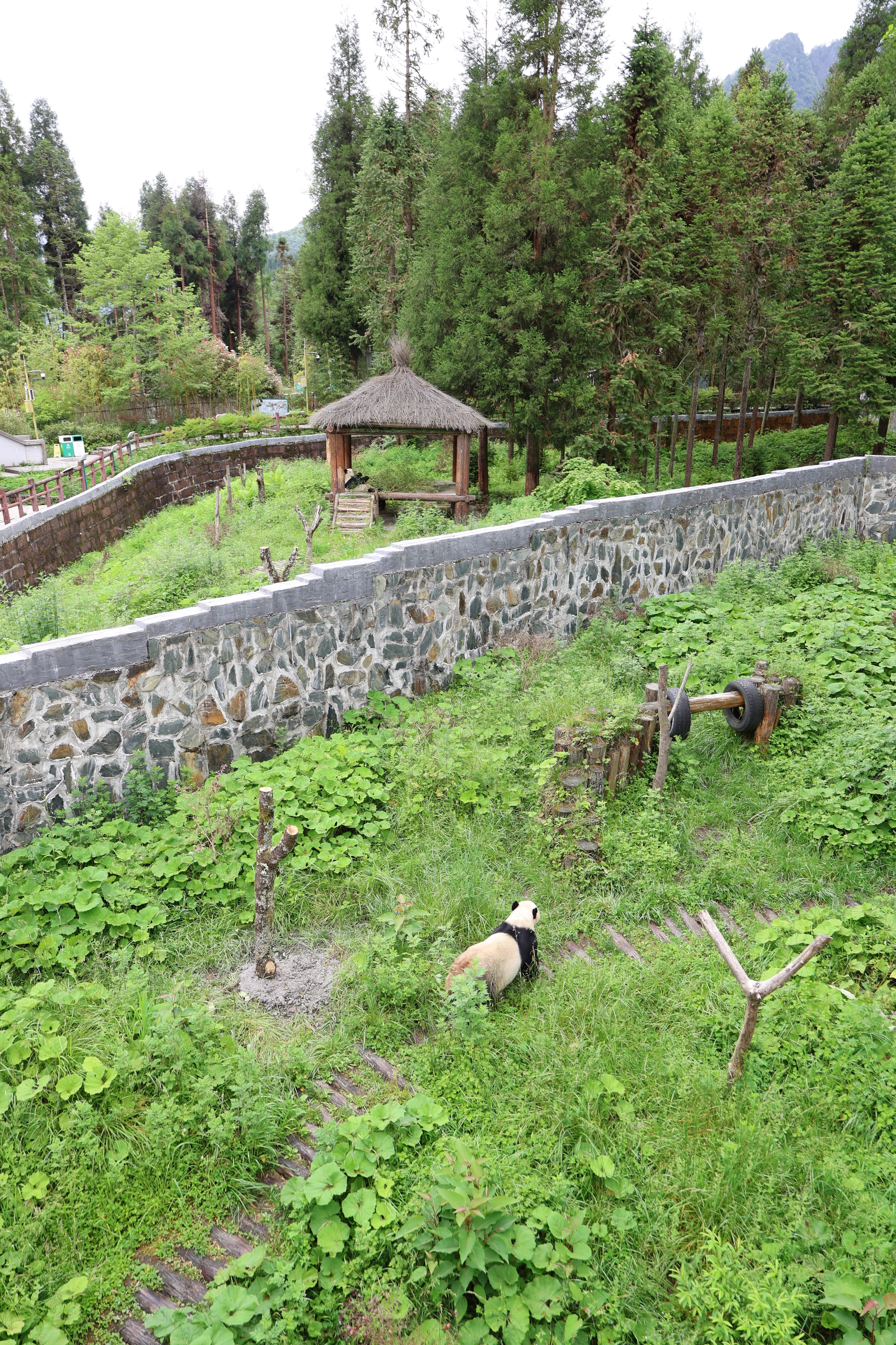 Panda International Original Discovery Camp