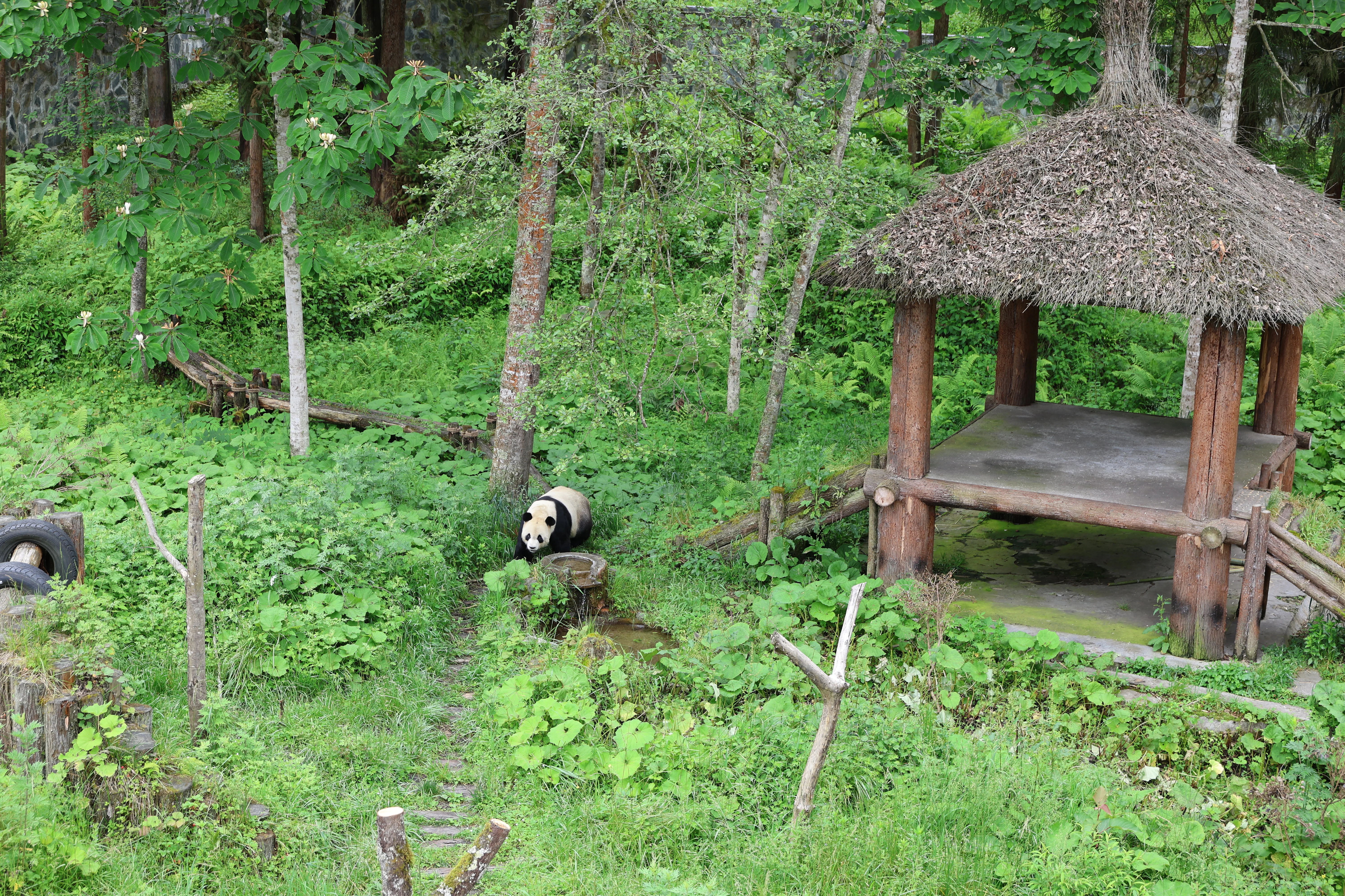Panda International Original Discovery Camp