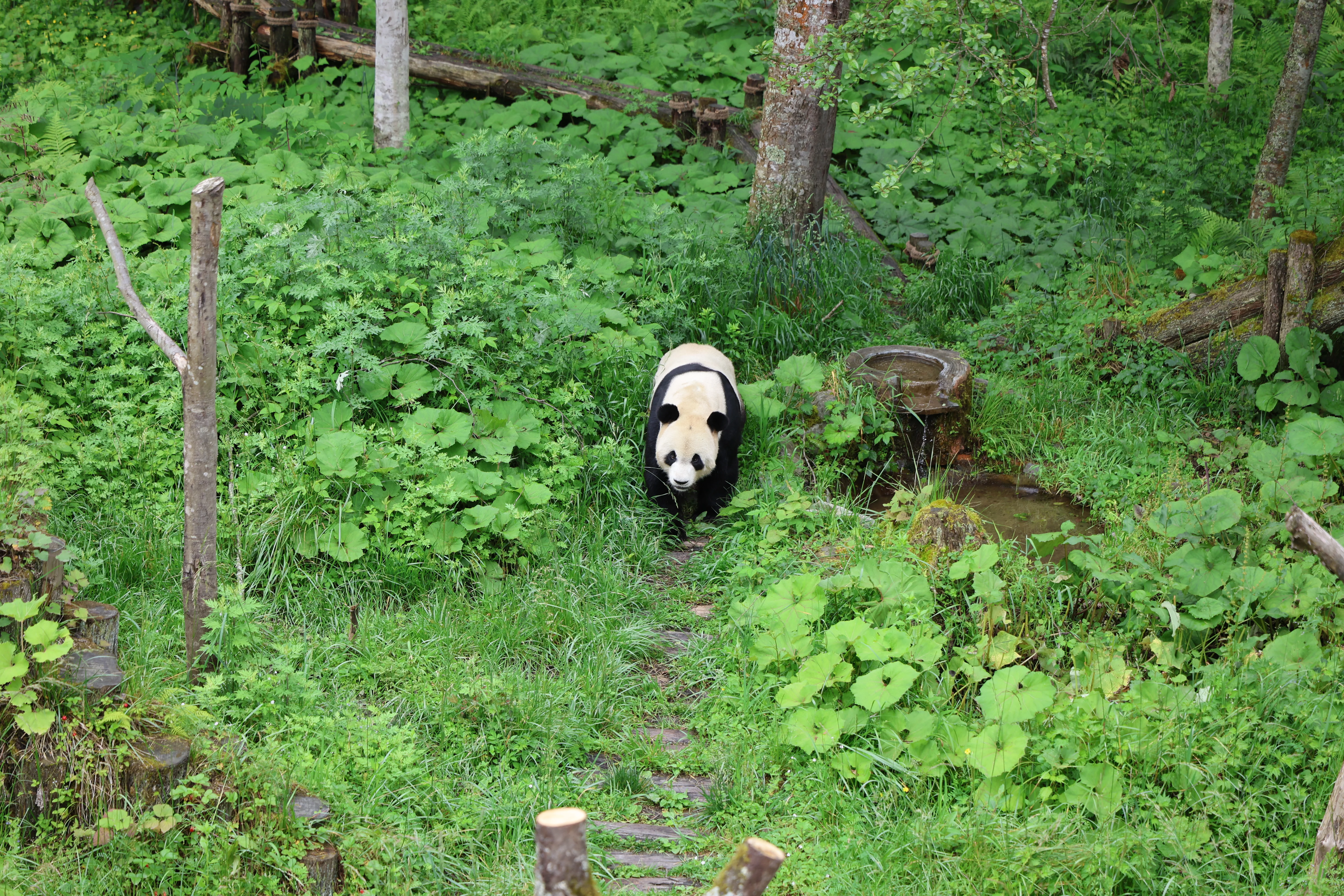Panda International Original Discovery Camp