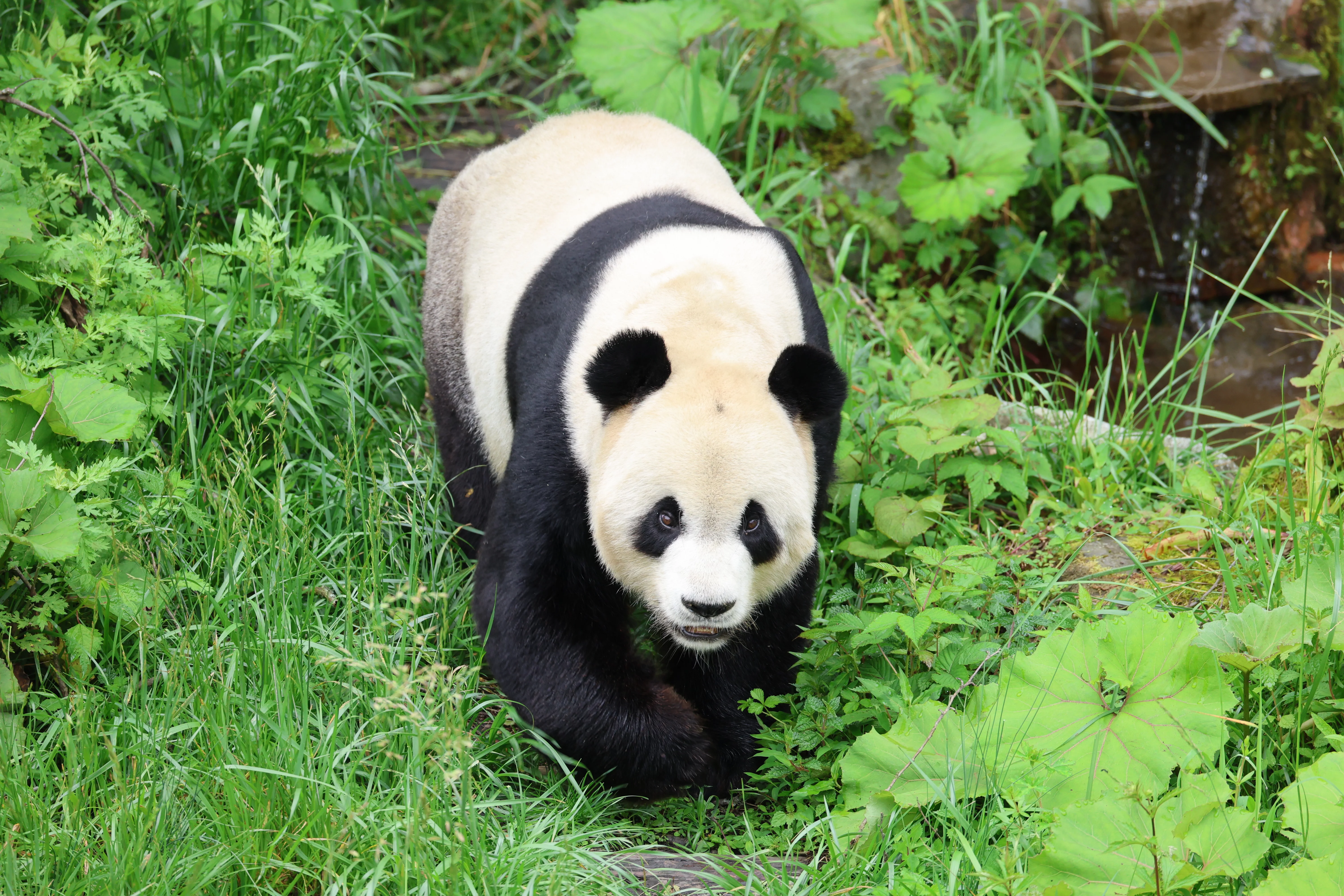 Panda International Original Discovery Camp