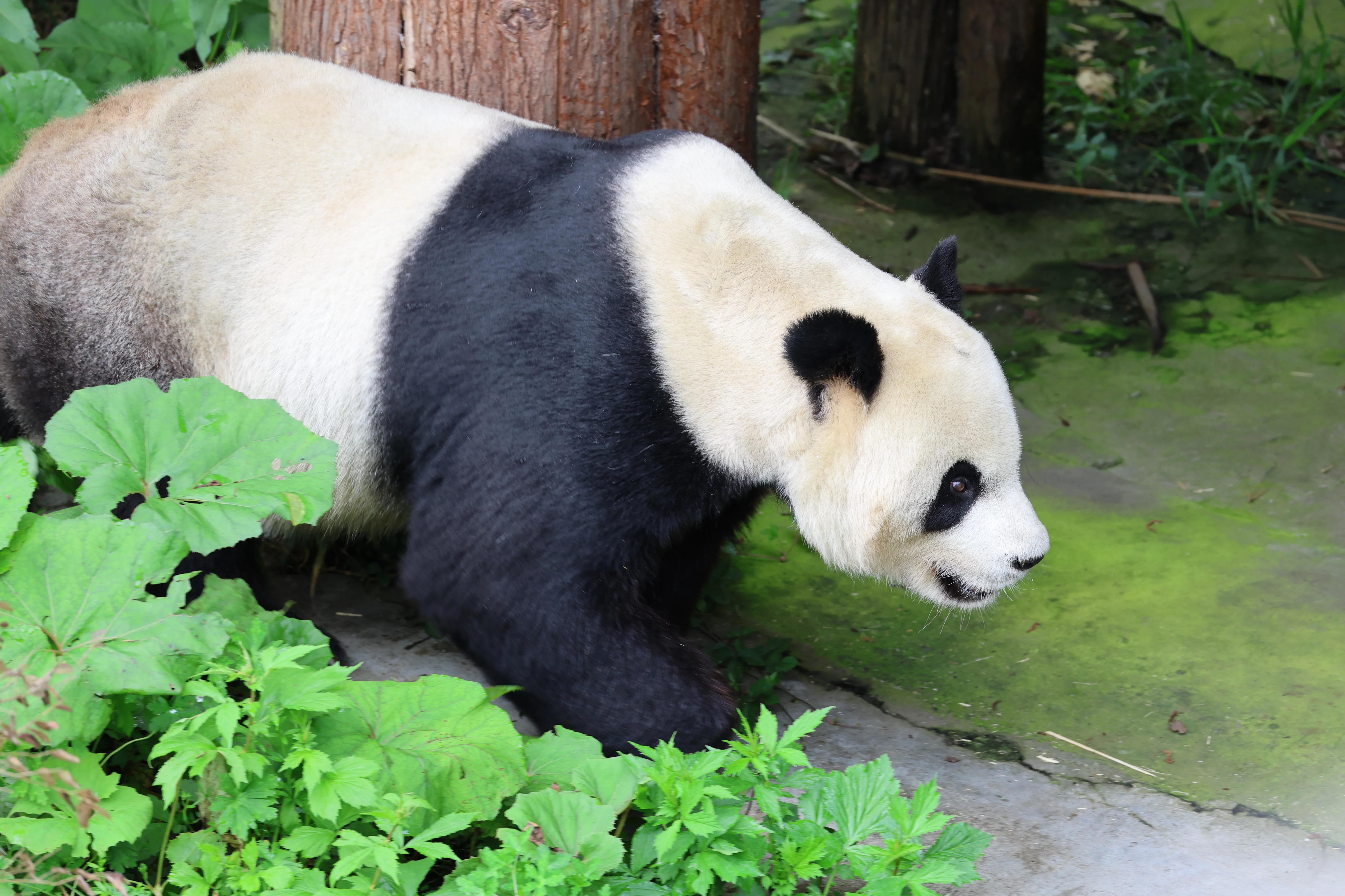 Panda International Original Discovery Camp