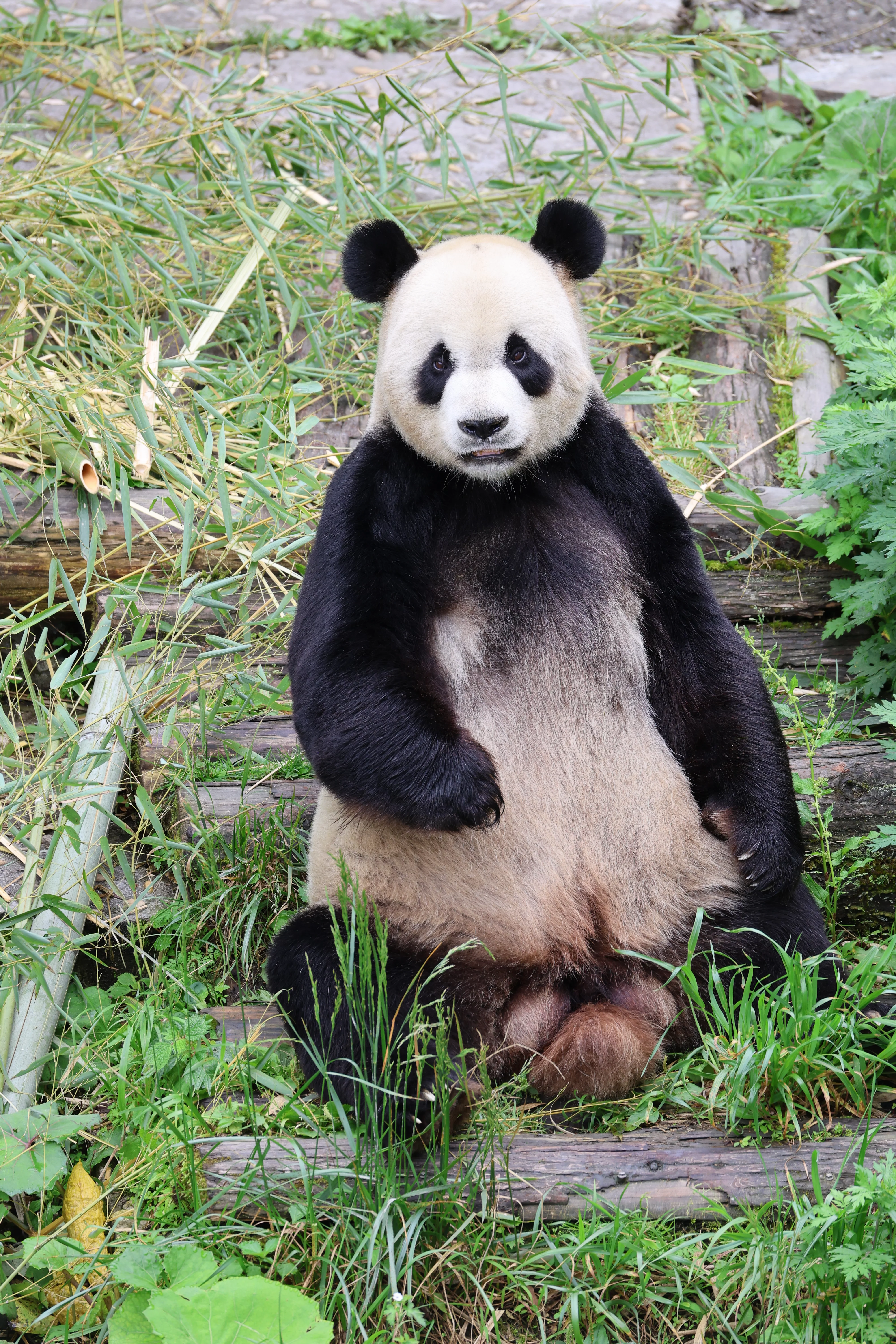 Panda International Original Discovery Camp