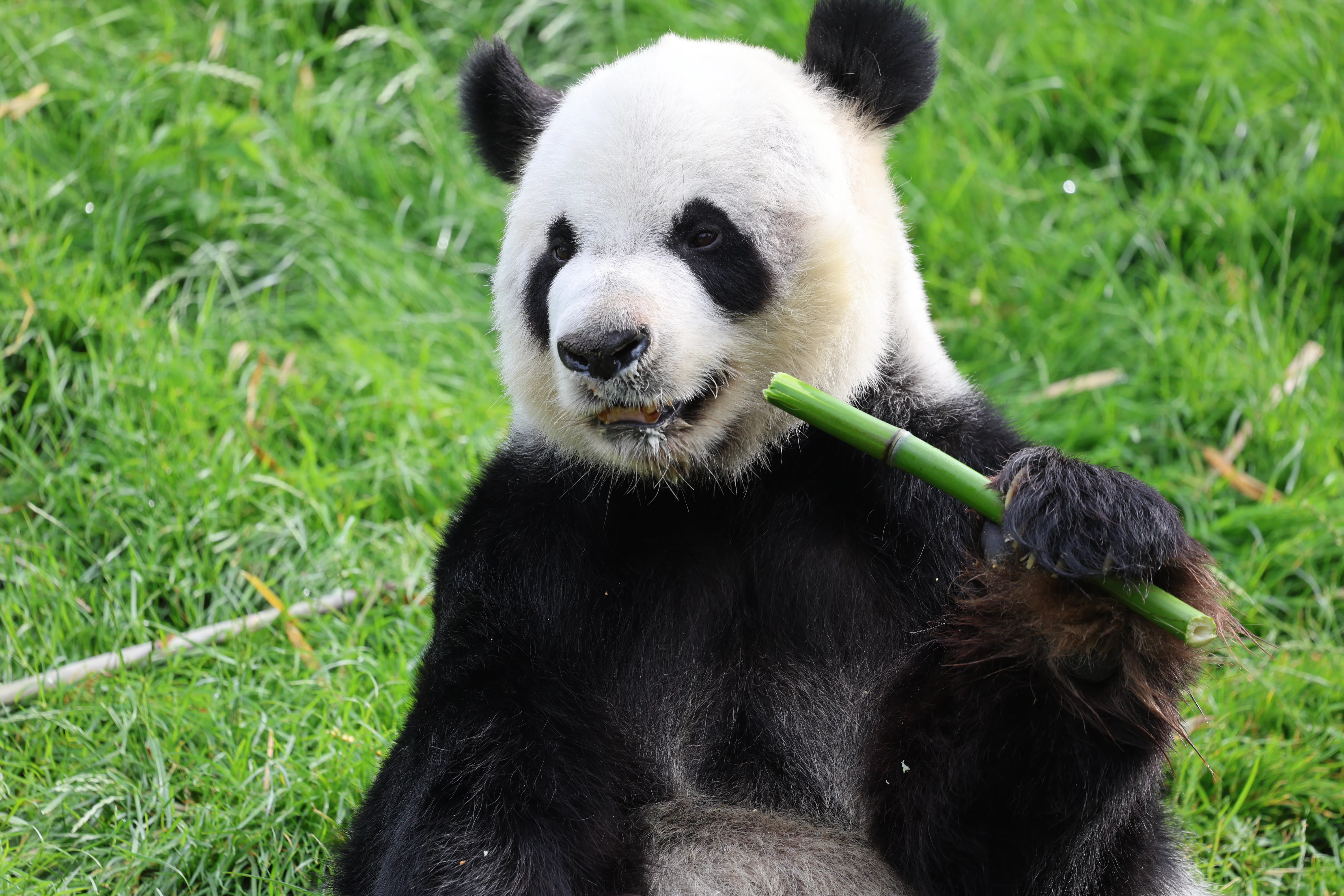 Pairi Daiza