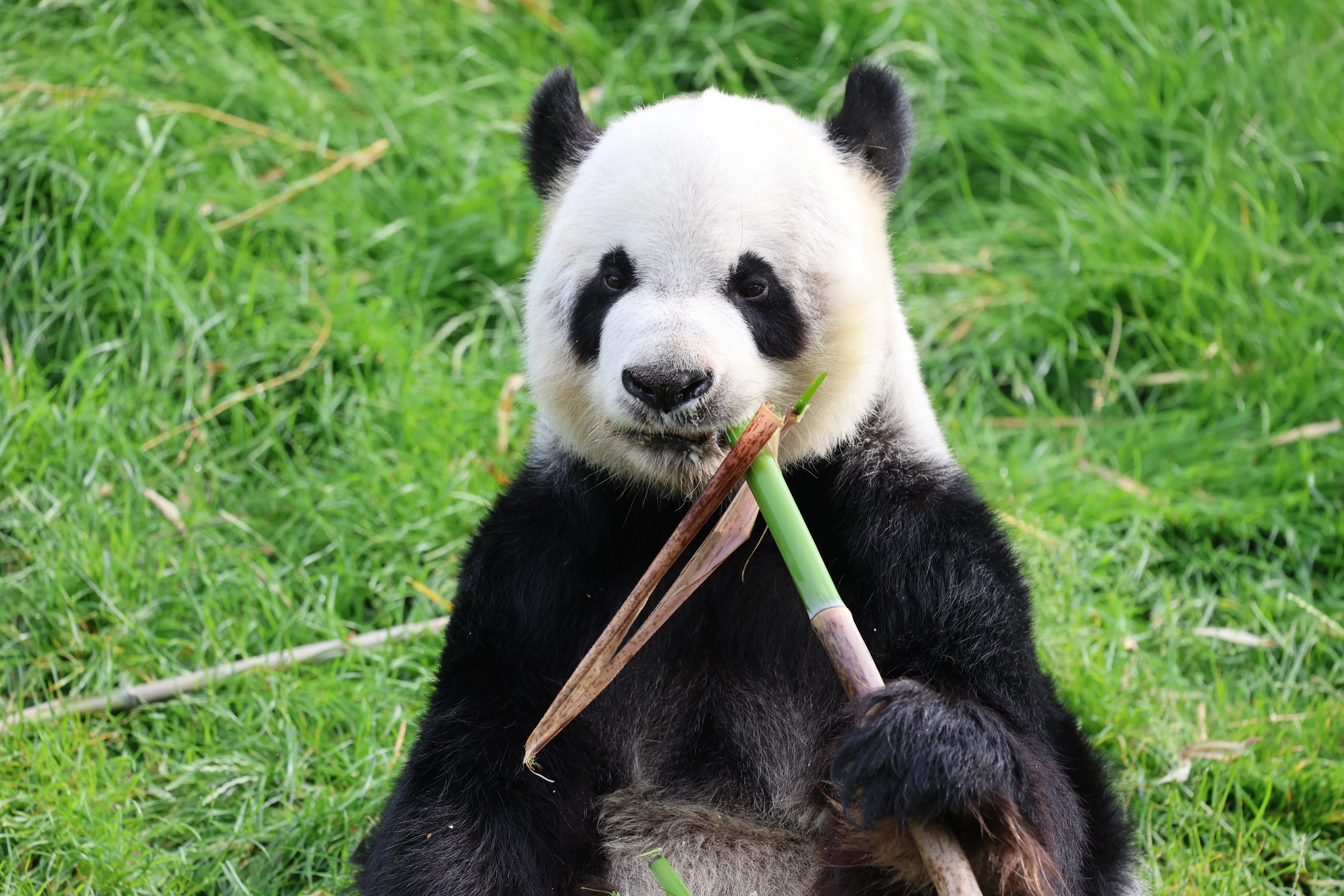 Pairi Daiza
