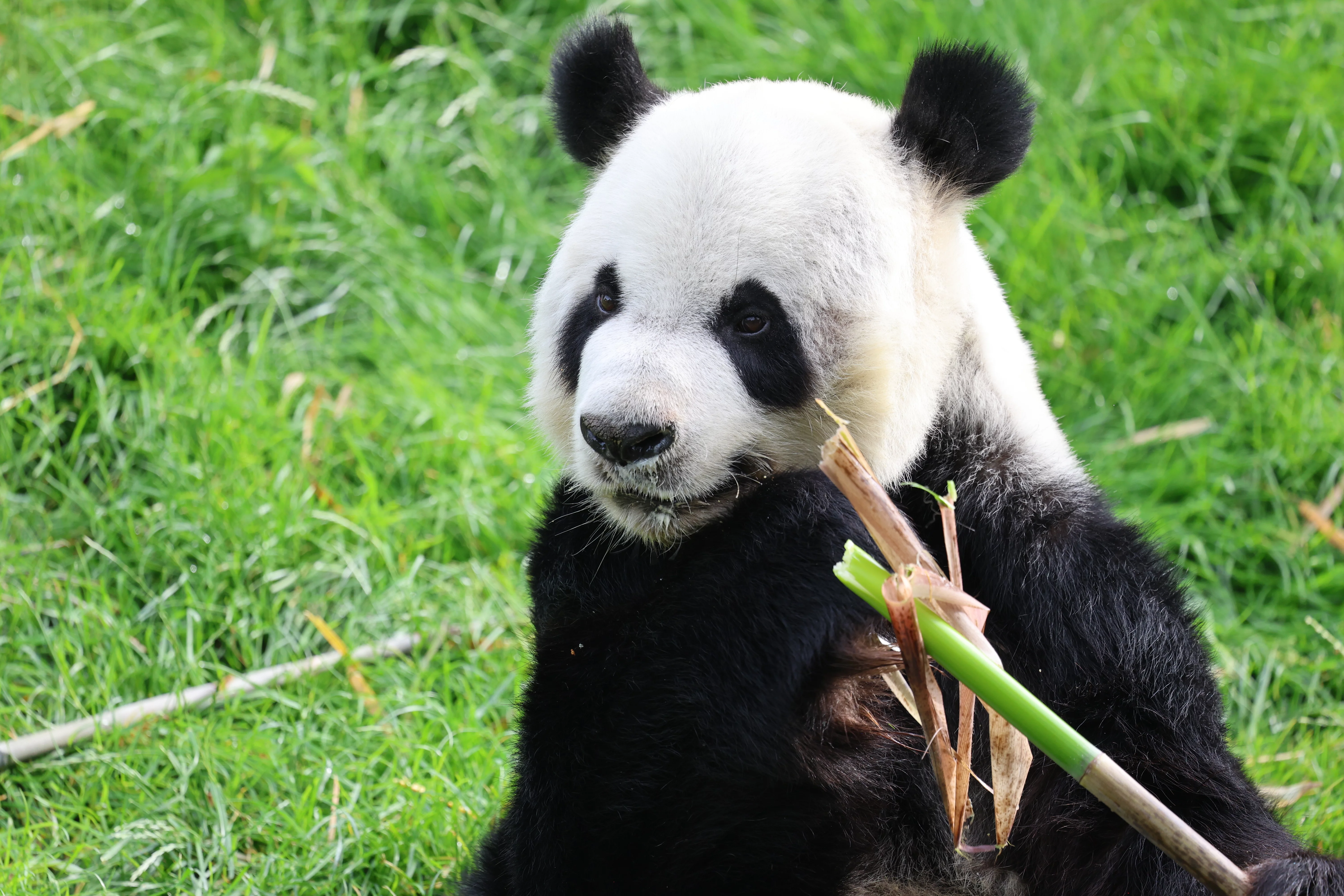 Pairi Daiza