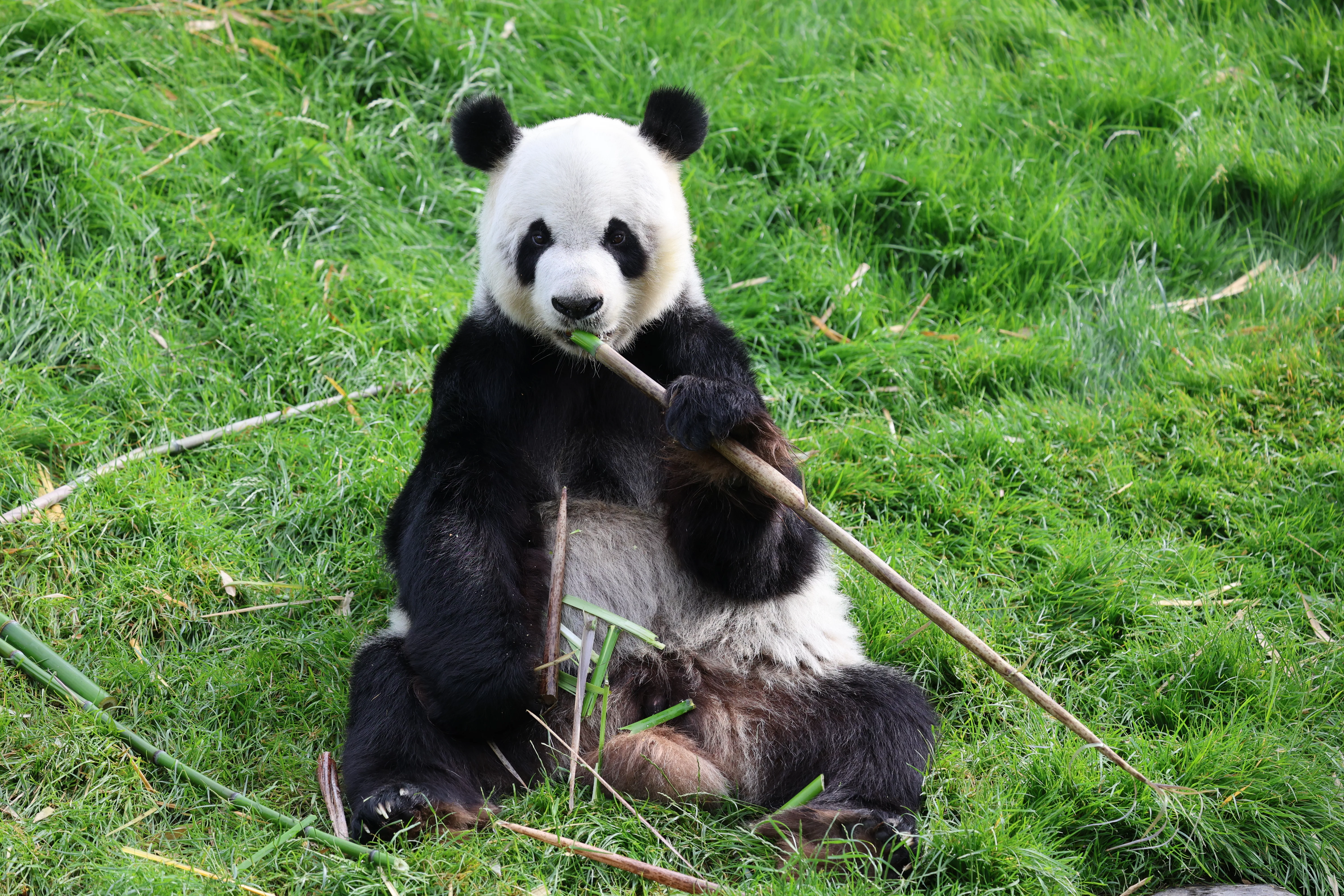 Pairi Daiza