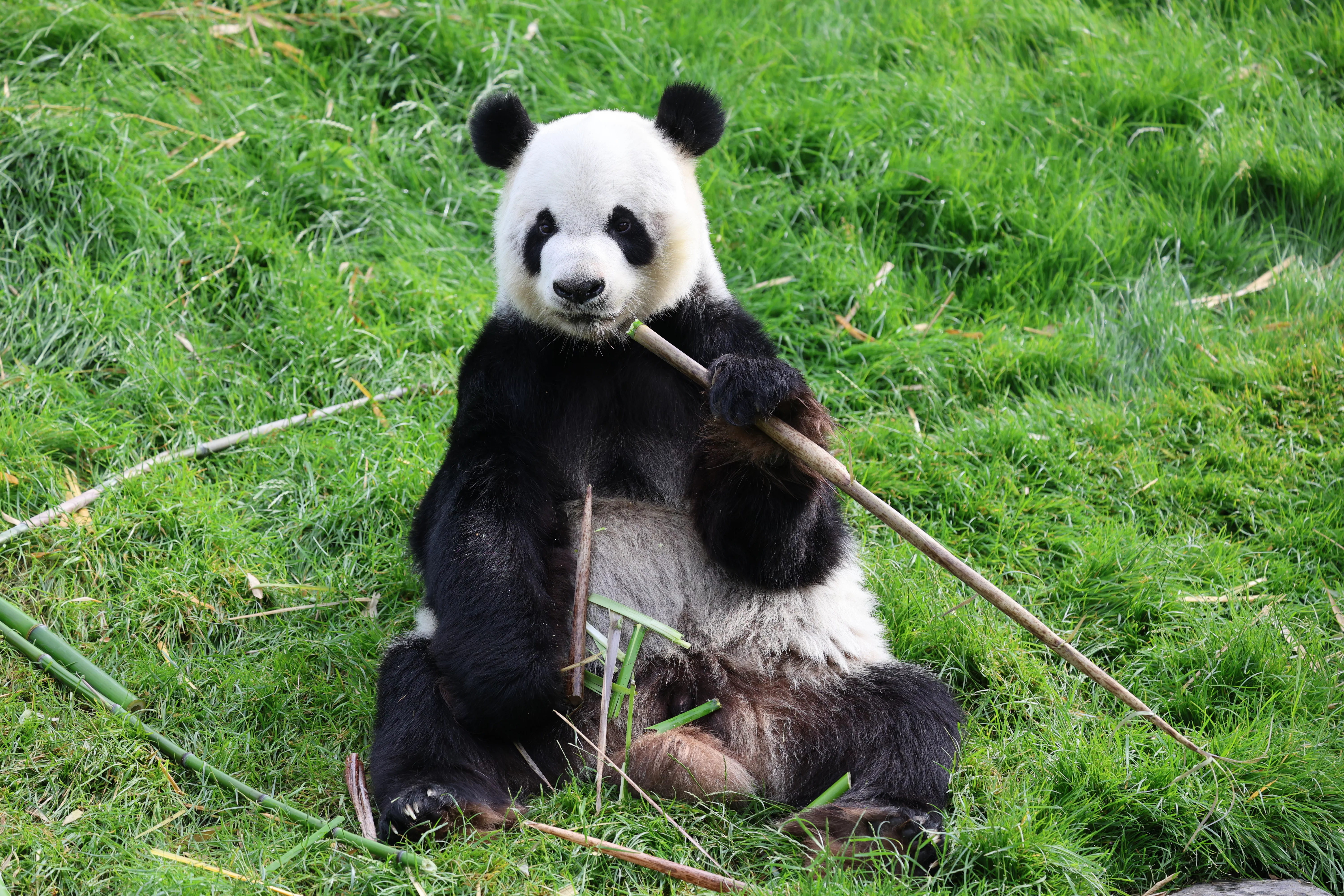 Pairi Daiza