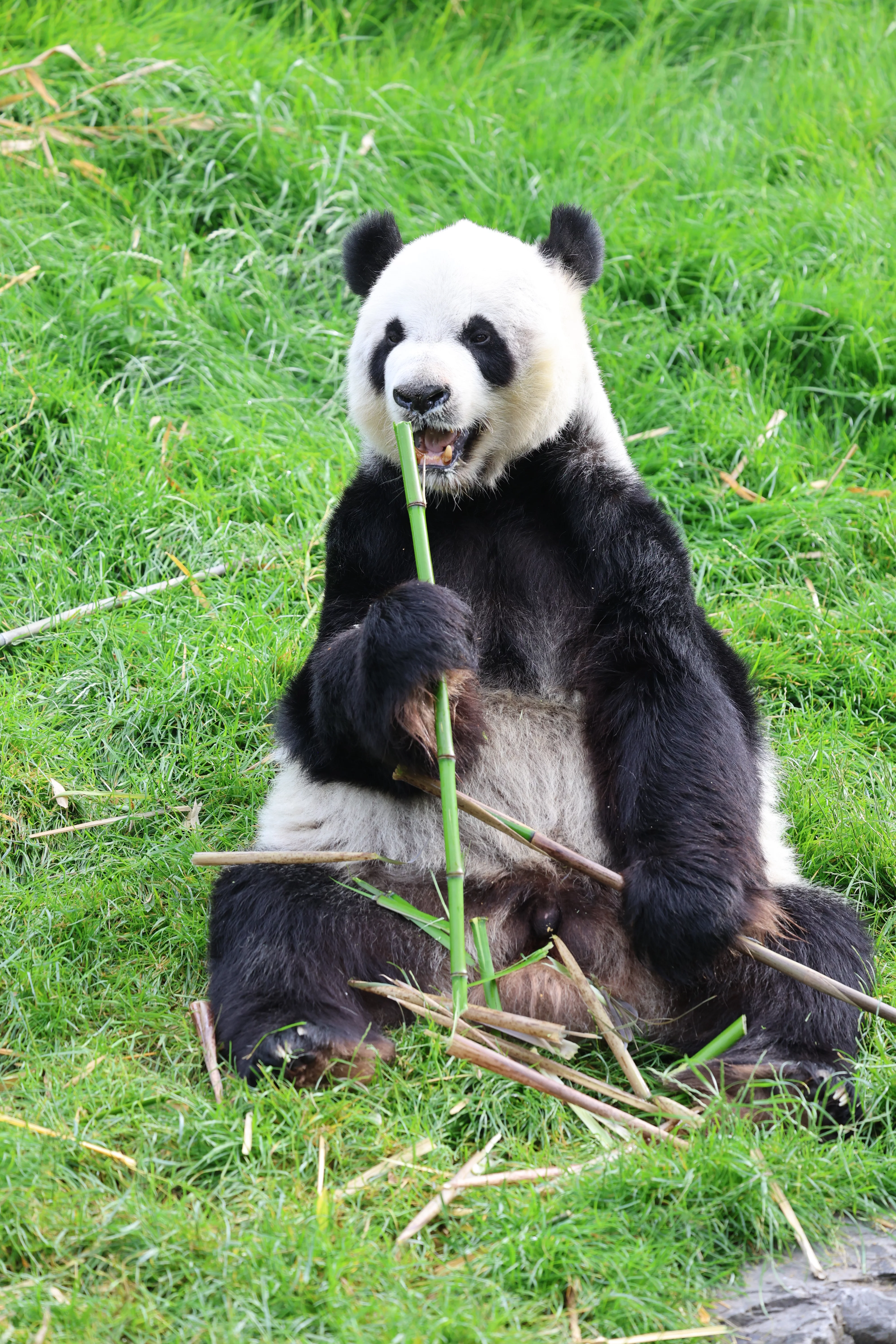 Pairi Daiza