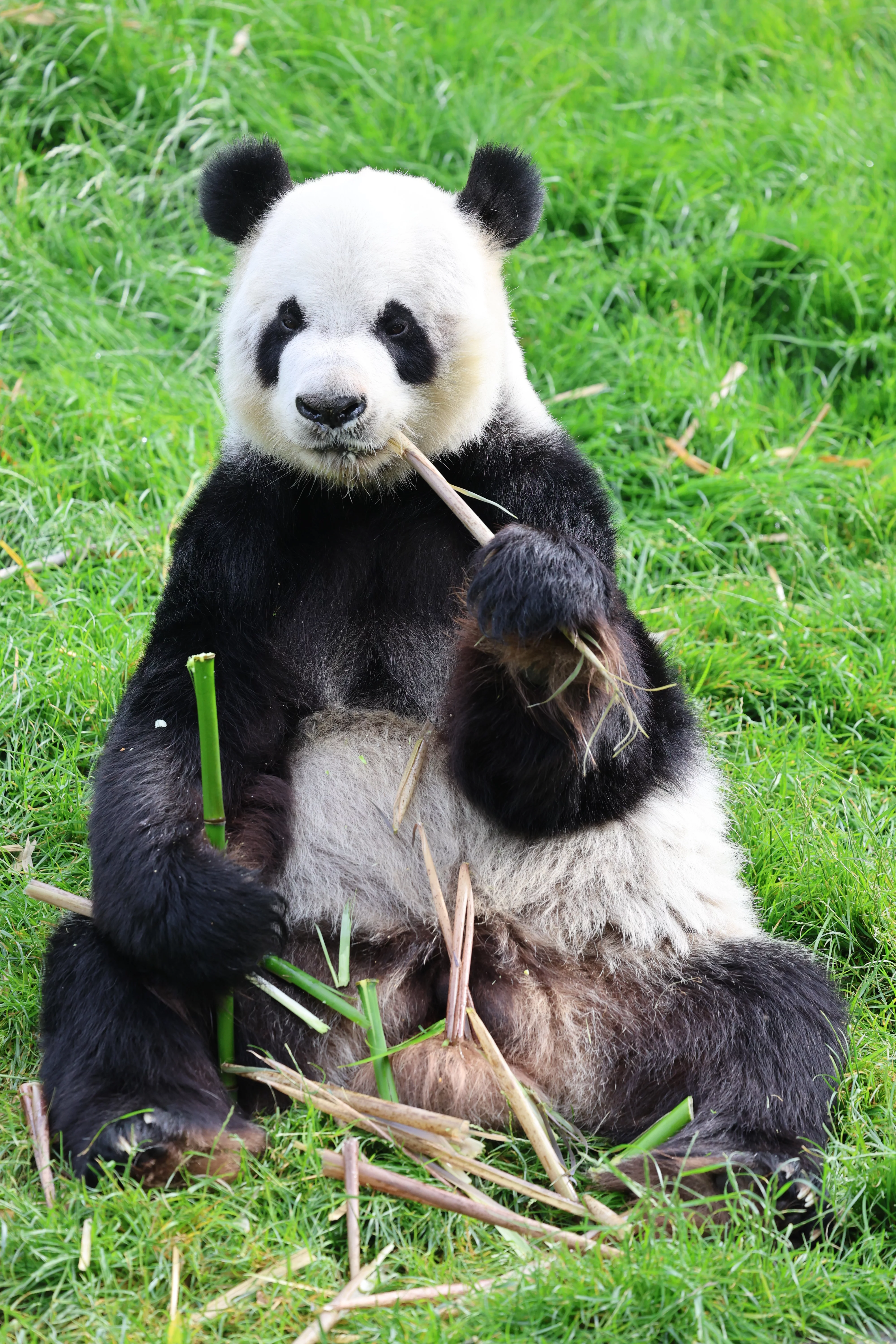 Pairi Daiza