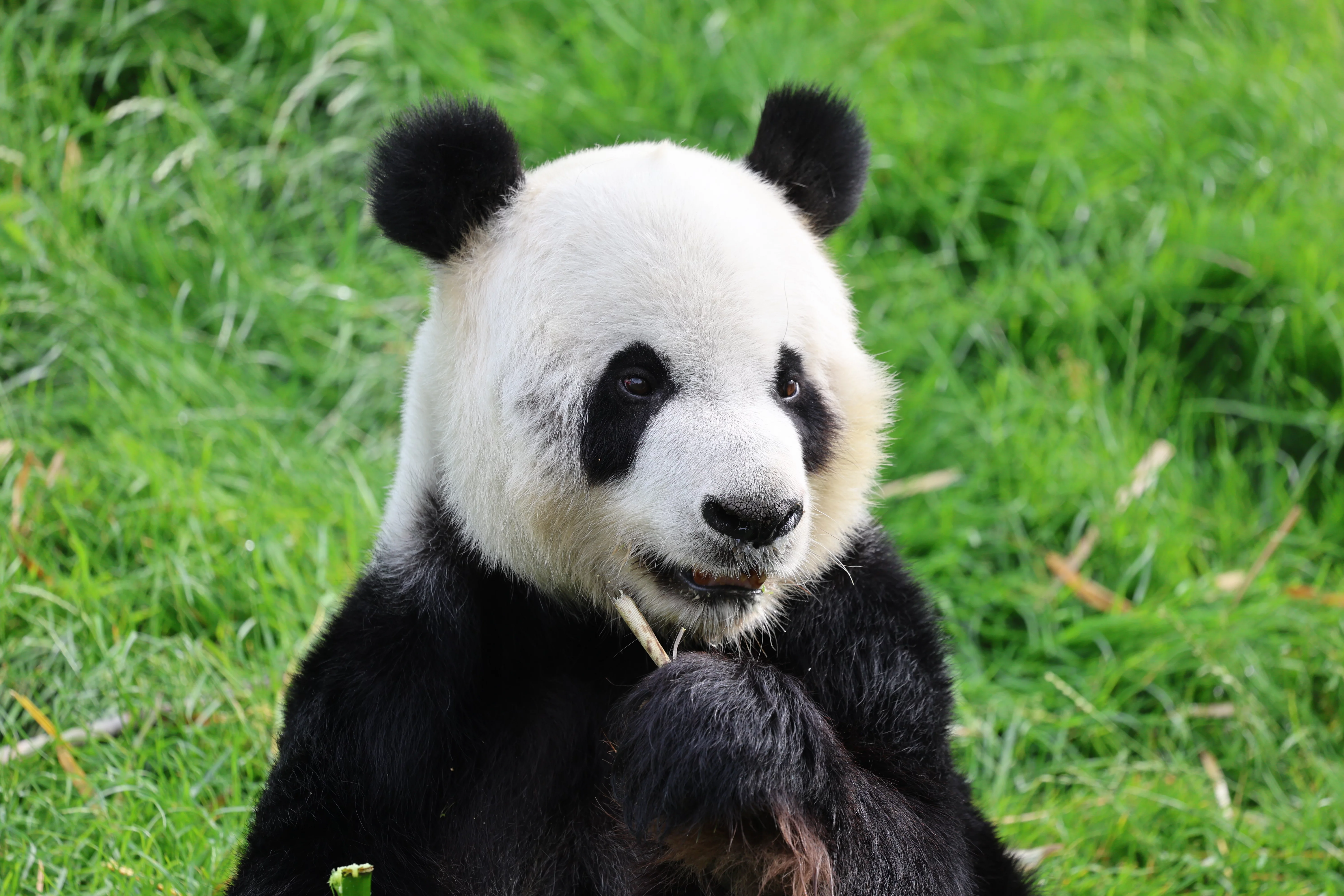Pairi Daiza