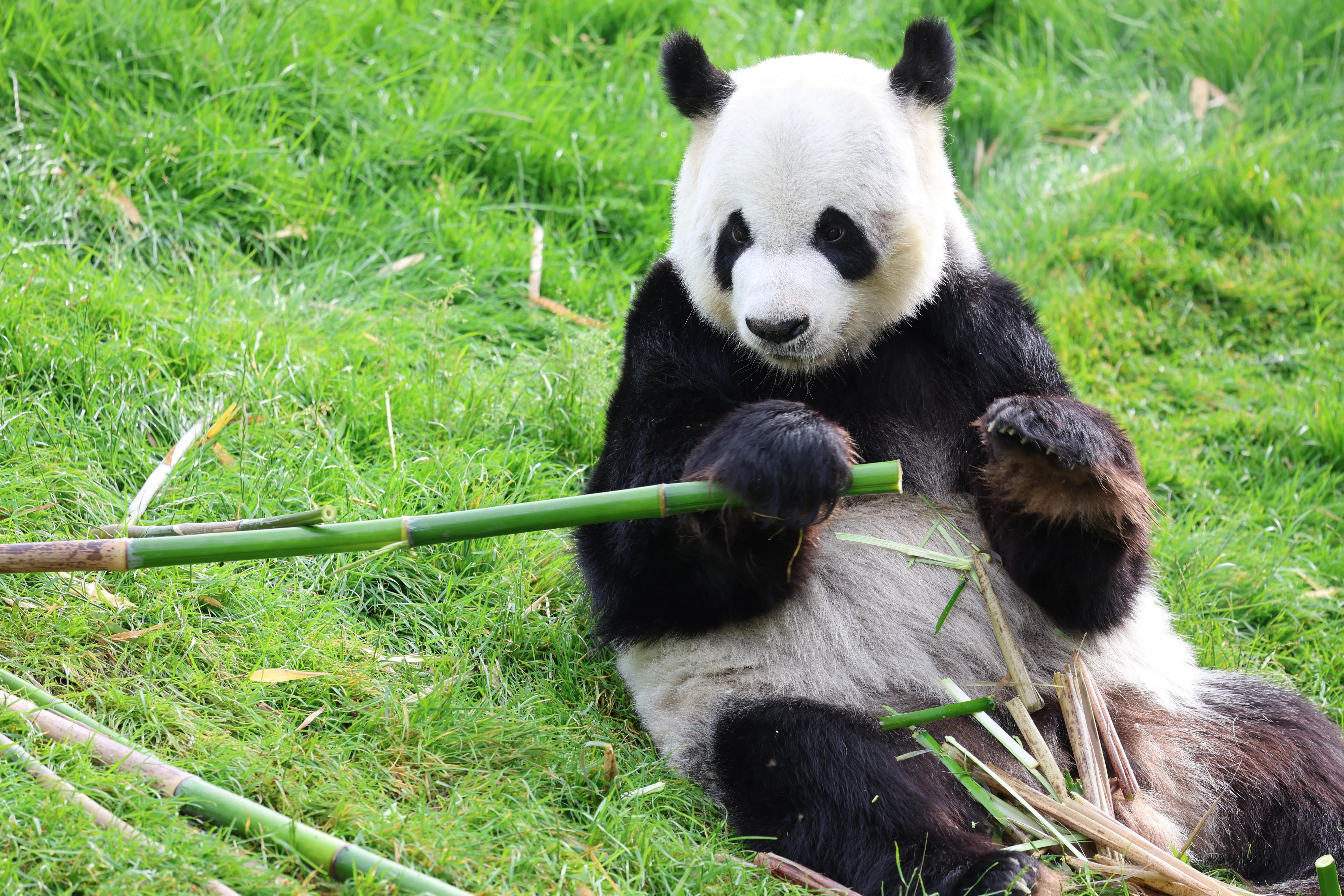 Pairi Daiza