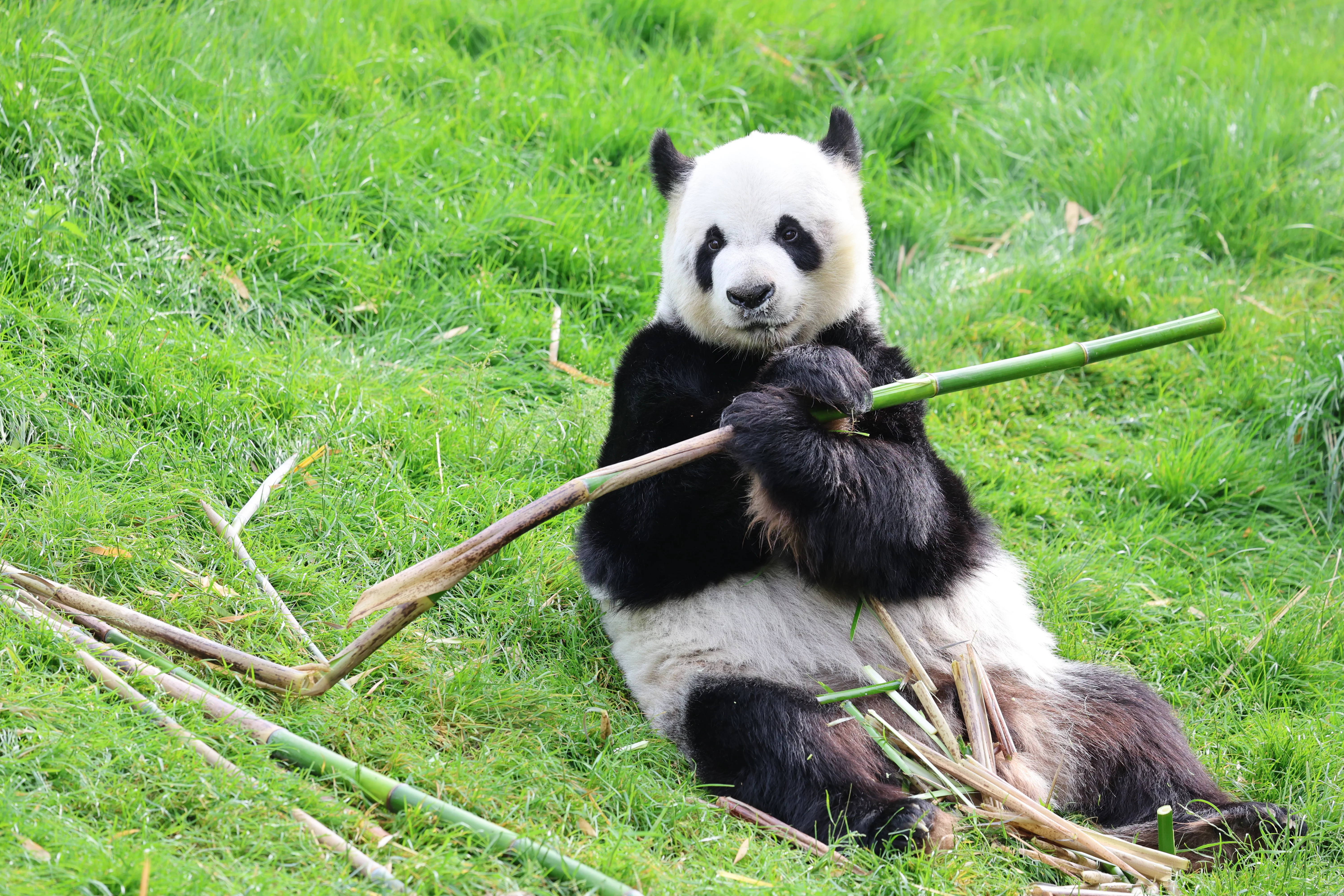 Pairi Daiza
