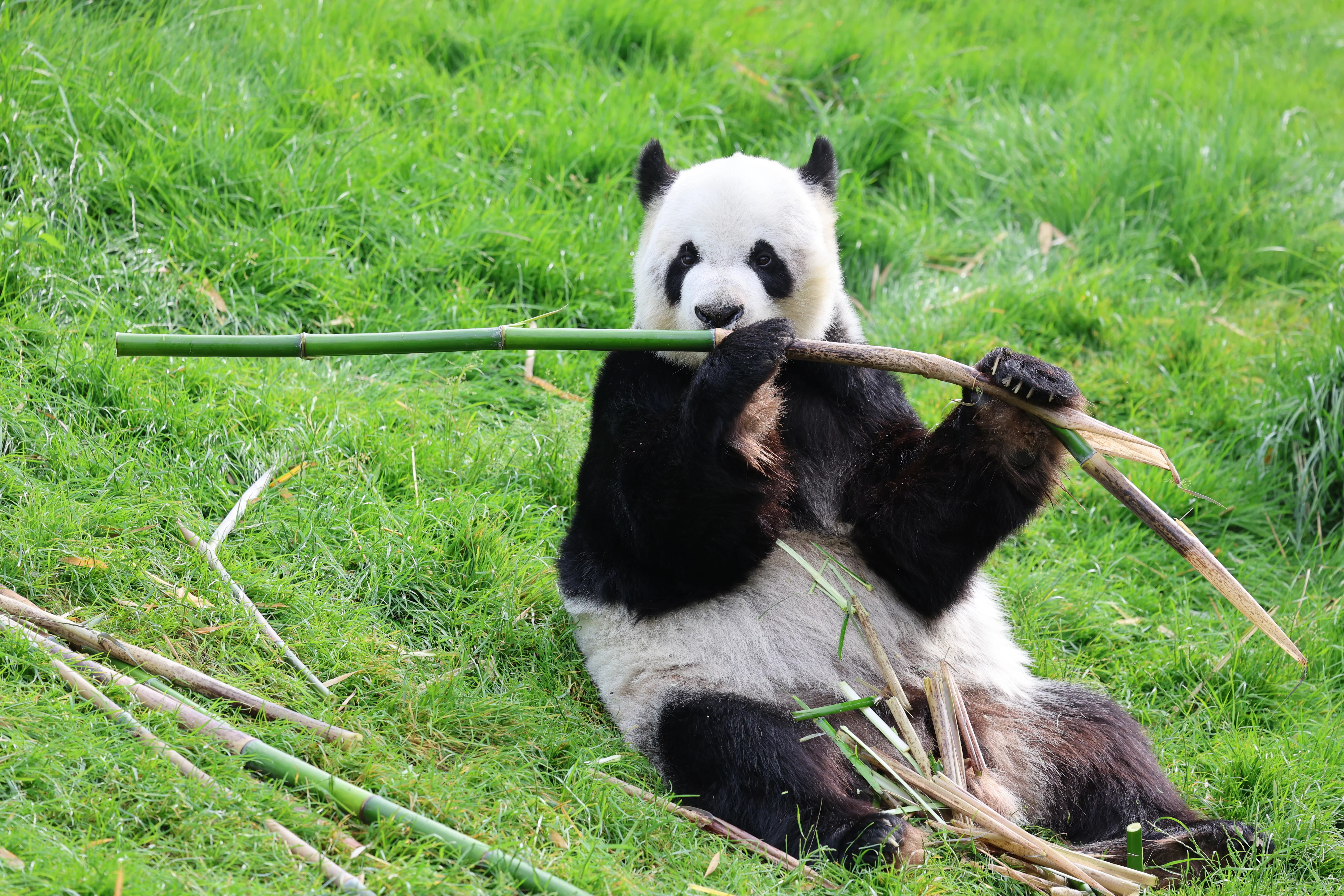 Pairi Daiza