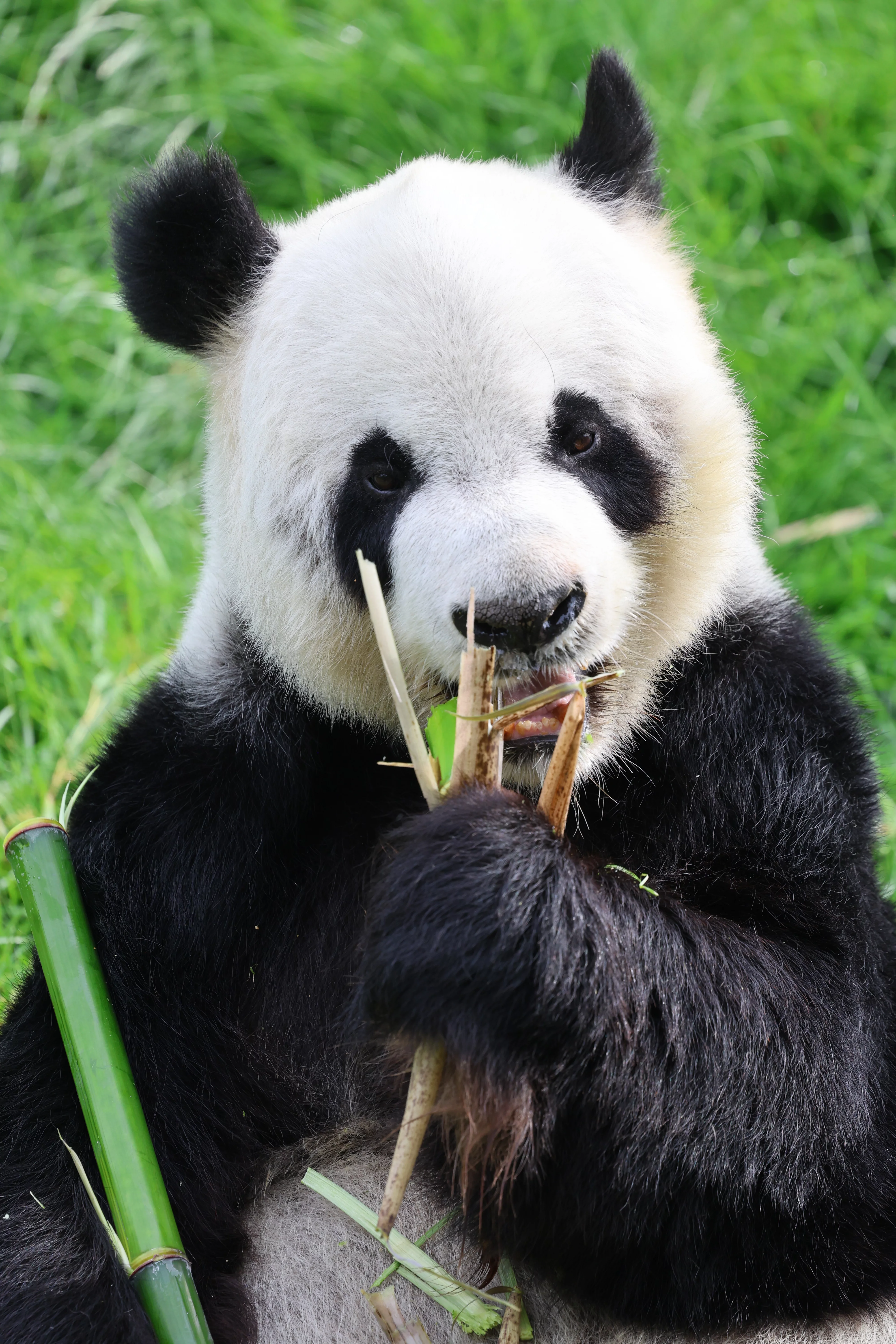 Pairi Daiza
