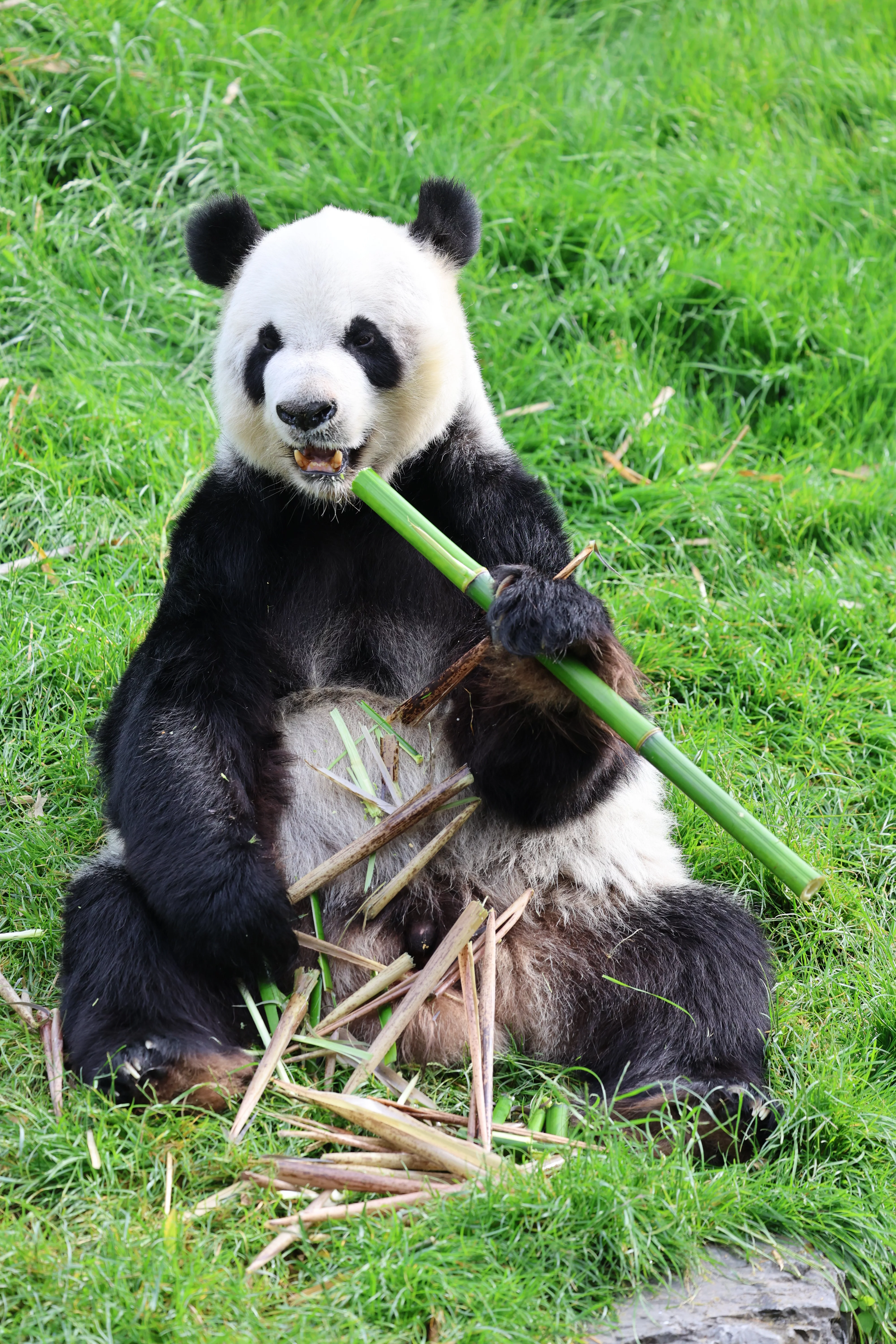 Pairi Daiza