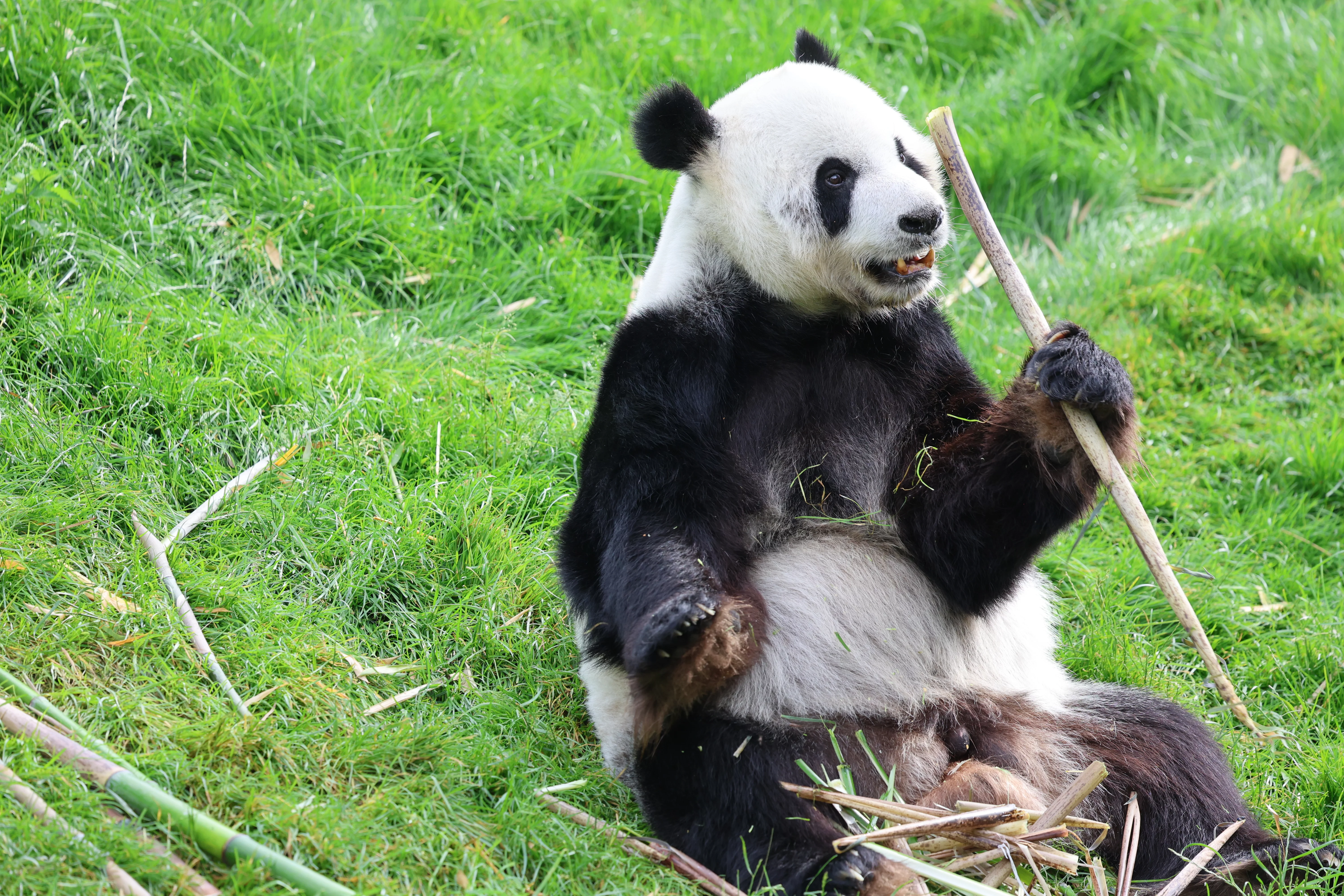 Pairi Daiza