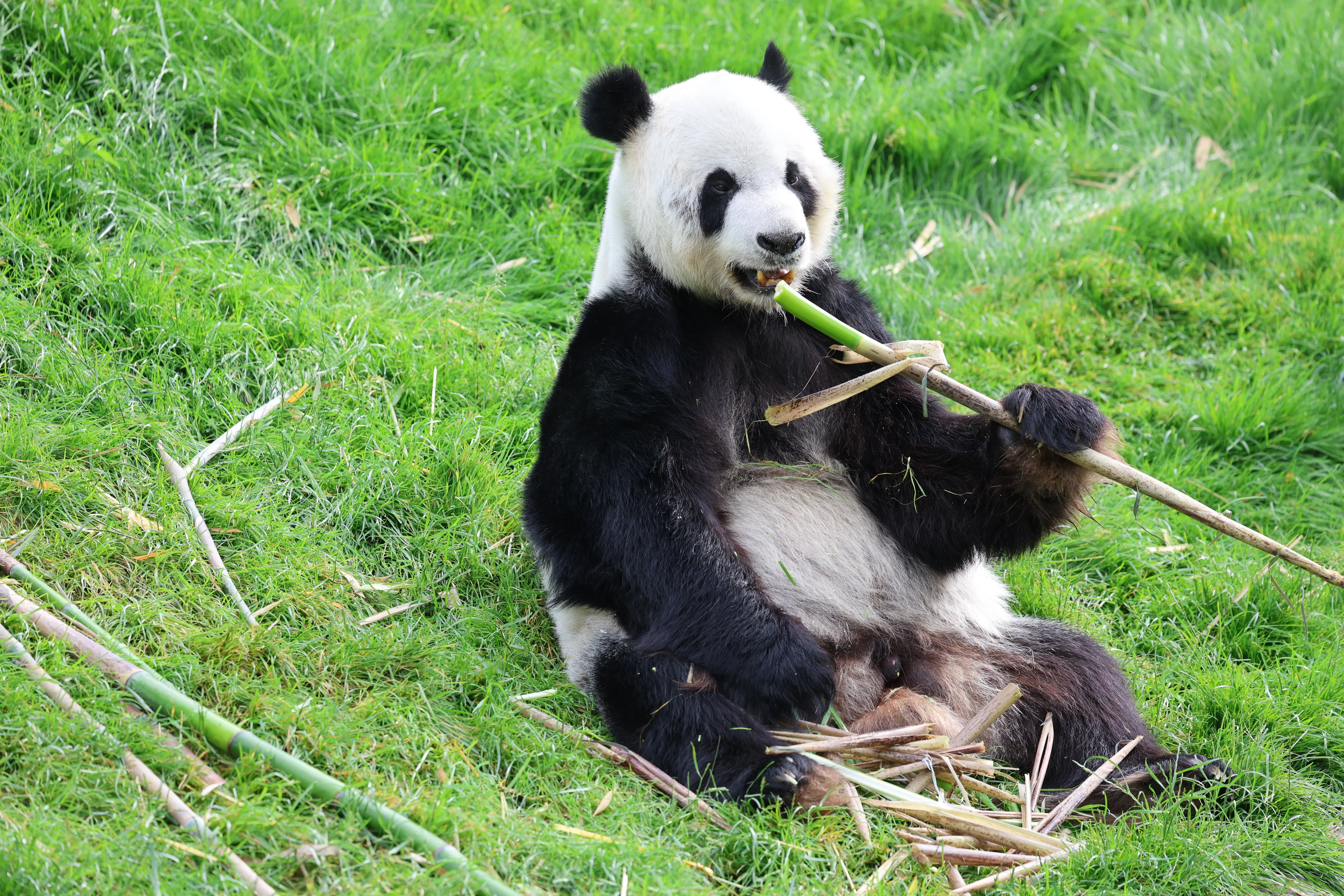Pairi Daiza