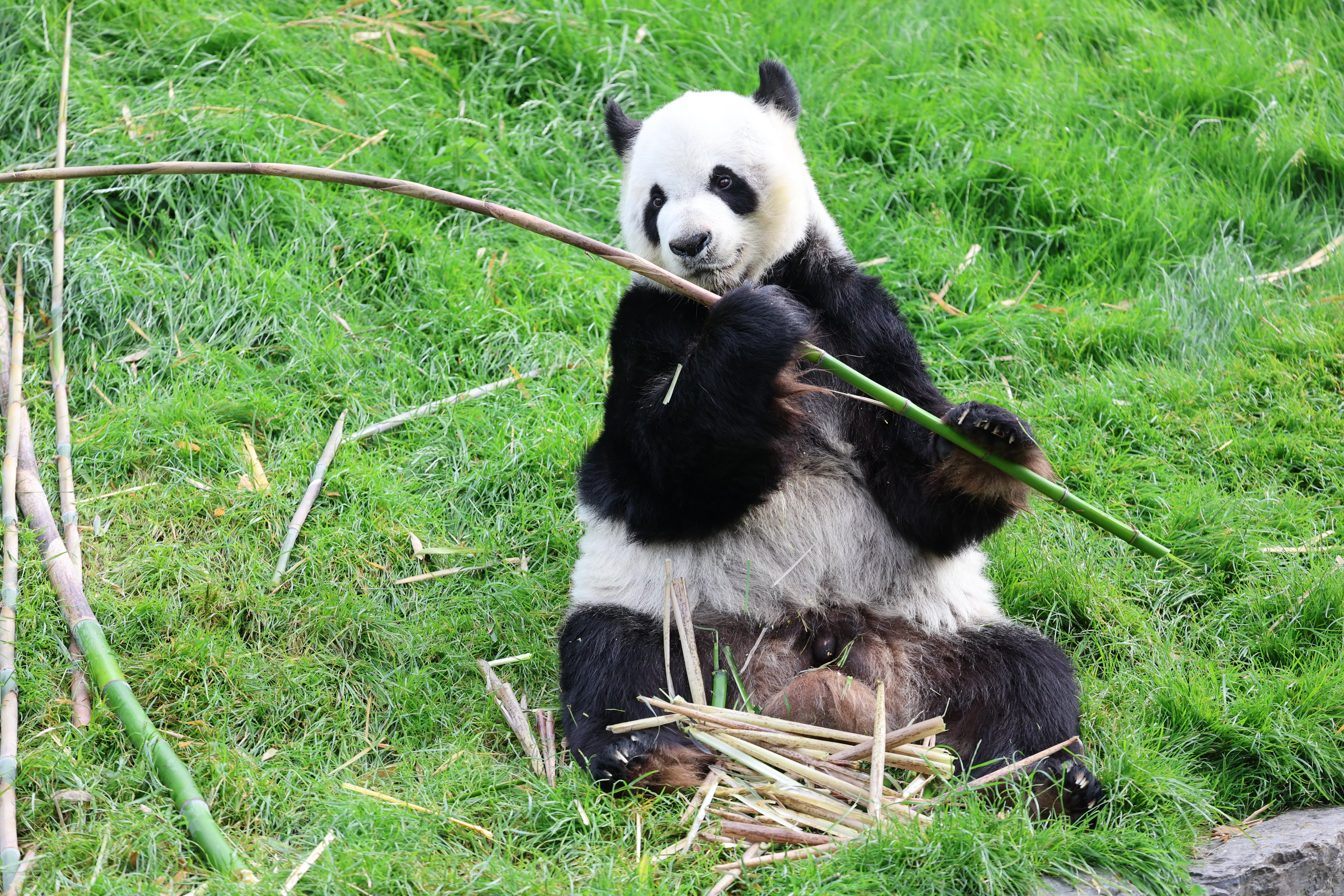 Pairi Daiza